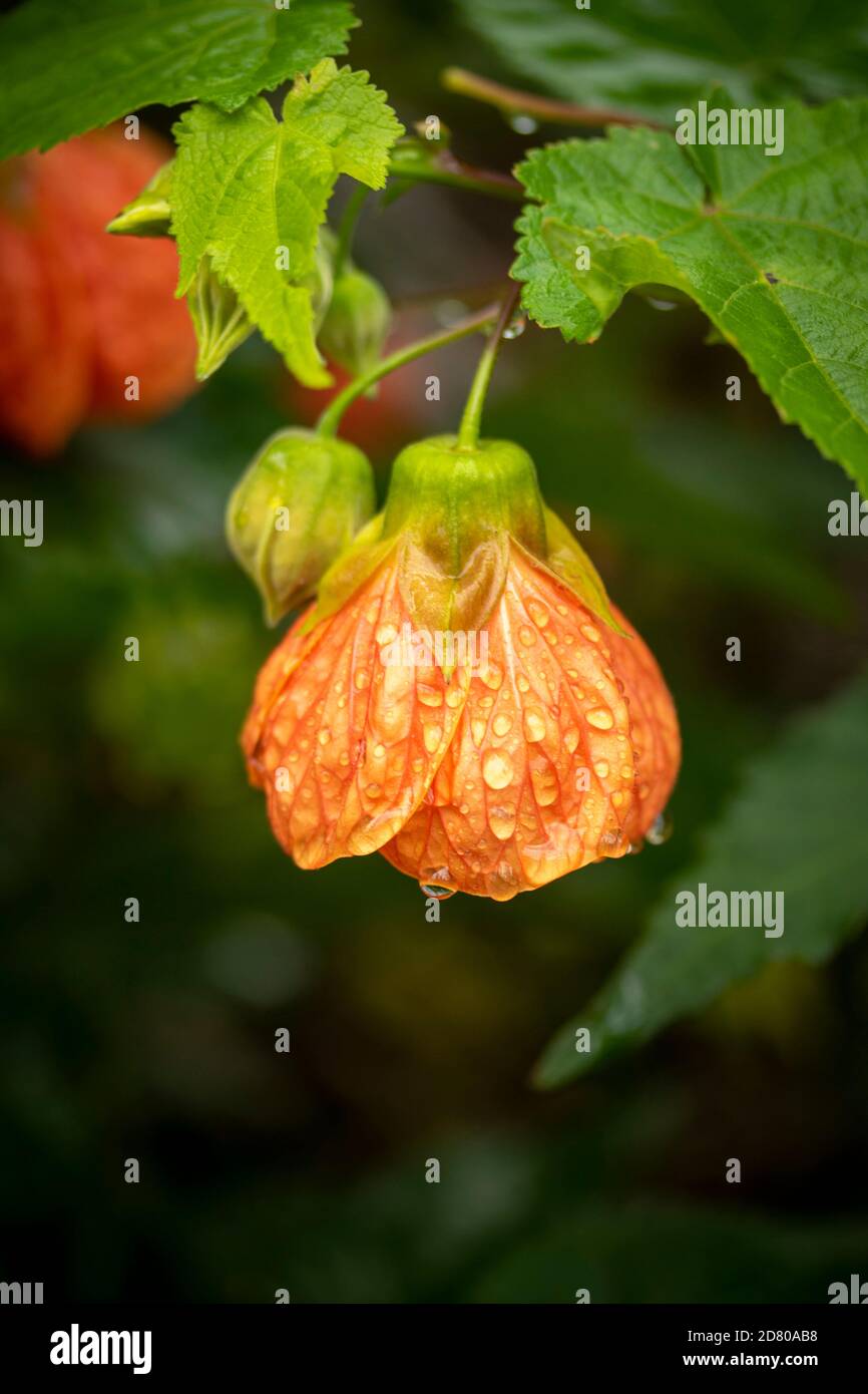 Fiore a forma di campana di Abutilon, e fogliame Foto Stock