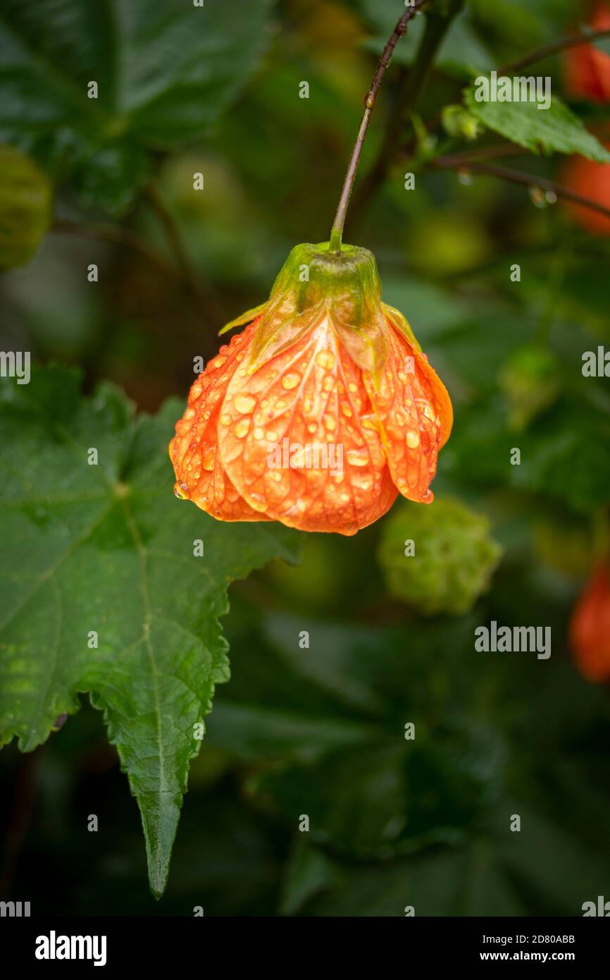Fiore a forma di campana di Abutilon, e fogliame Foto Stock