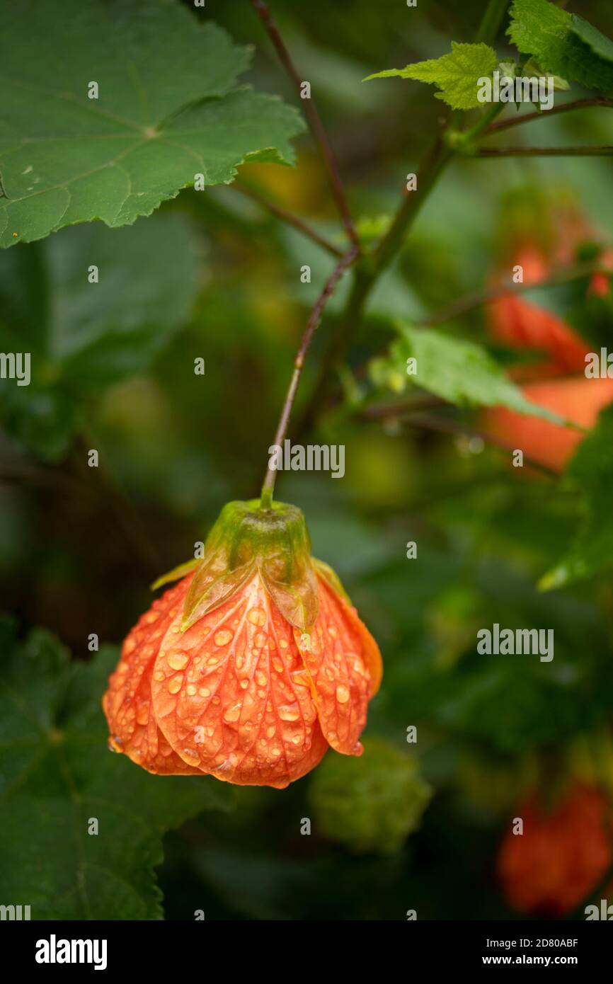 Fiore a forma di campana di Abutilon, e fogliame Foto Stock