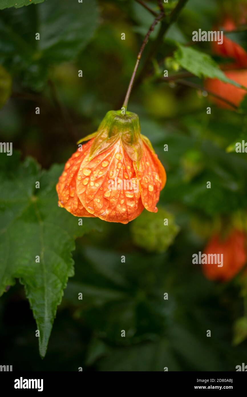 Fiore a forma di campana di Abutilon, e fogliame Foto Stock