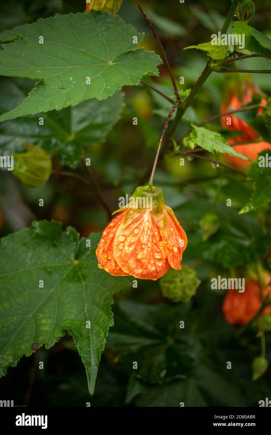 Fiore a forma di campana di Abutilon, e fogliame Foto Stock