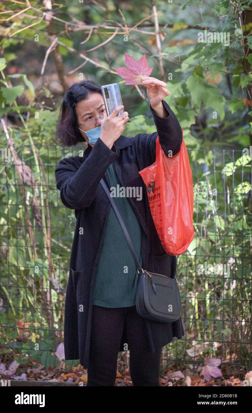 Una donna asiatica americana che indossa una maschera sopra la sua bocca prende una foto del telefono cellulare di una foglia colorata, rossa. In un parco a Queens, New York City. Foto Stock