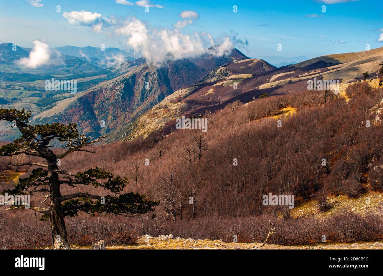 Italia Parco Nazionale Calabria Pollino ( Pinus leucodermis ) Pino bosniaco Foto Stock