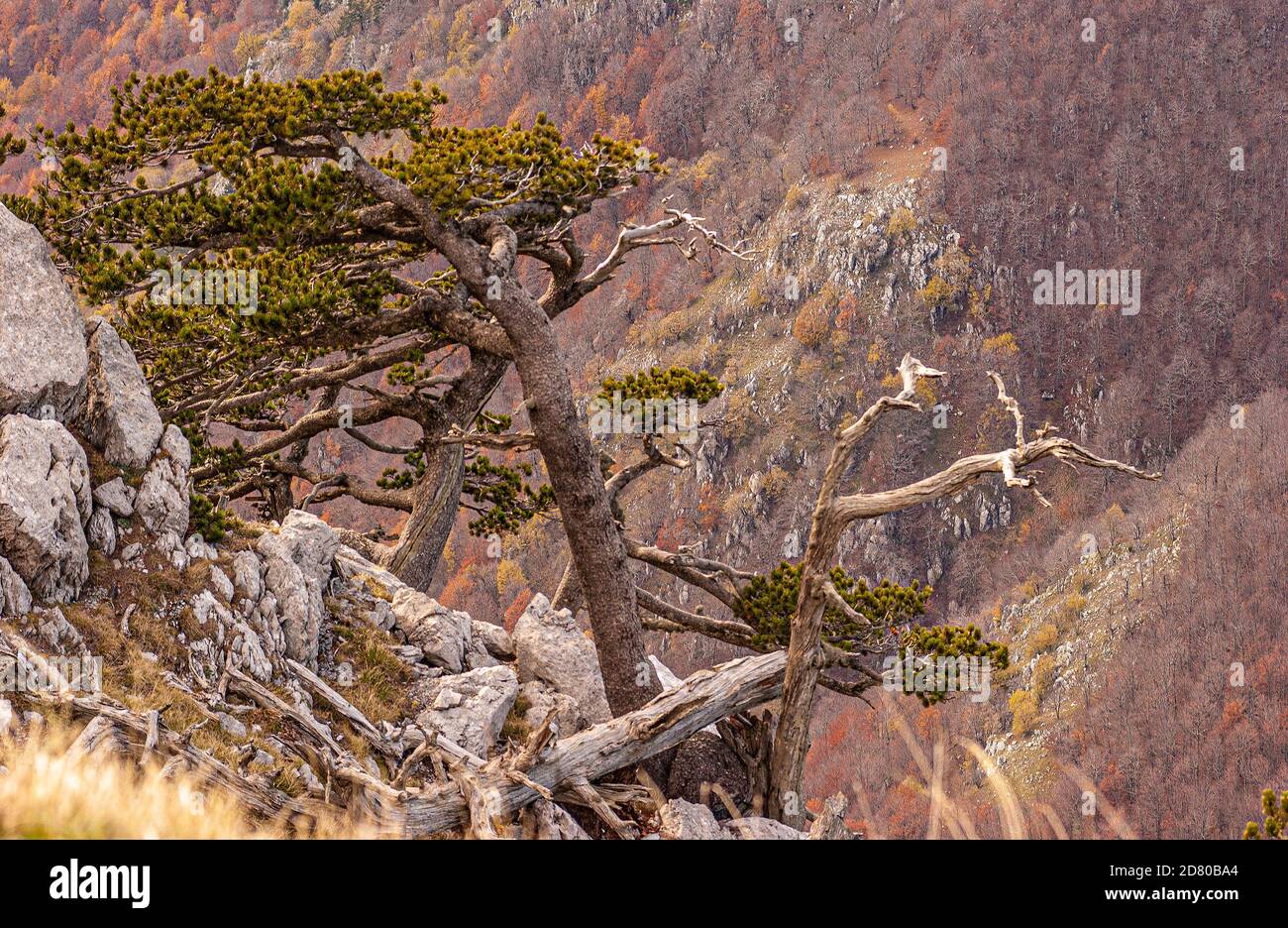 Italia Parco Nazionale Calabria Pollino ( Pinus leucodermis ) Pino bosniaco Foto Stock
