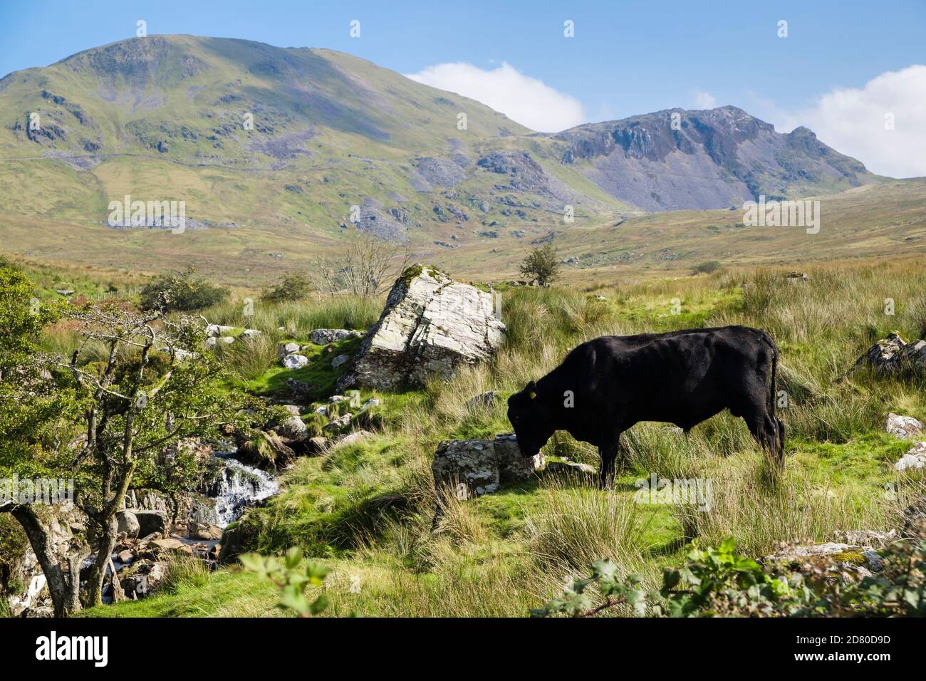 Free range Black bull gallese nella campagna del Parco Nazionale di Snowdonia sotto Moelwyn Mawr. Croesor, Gwynedd, Galles, Regno Unito, Gran Bretagna Foto Stock