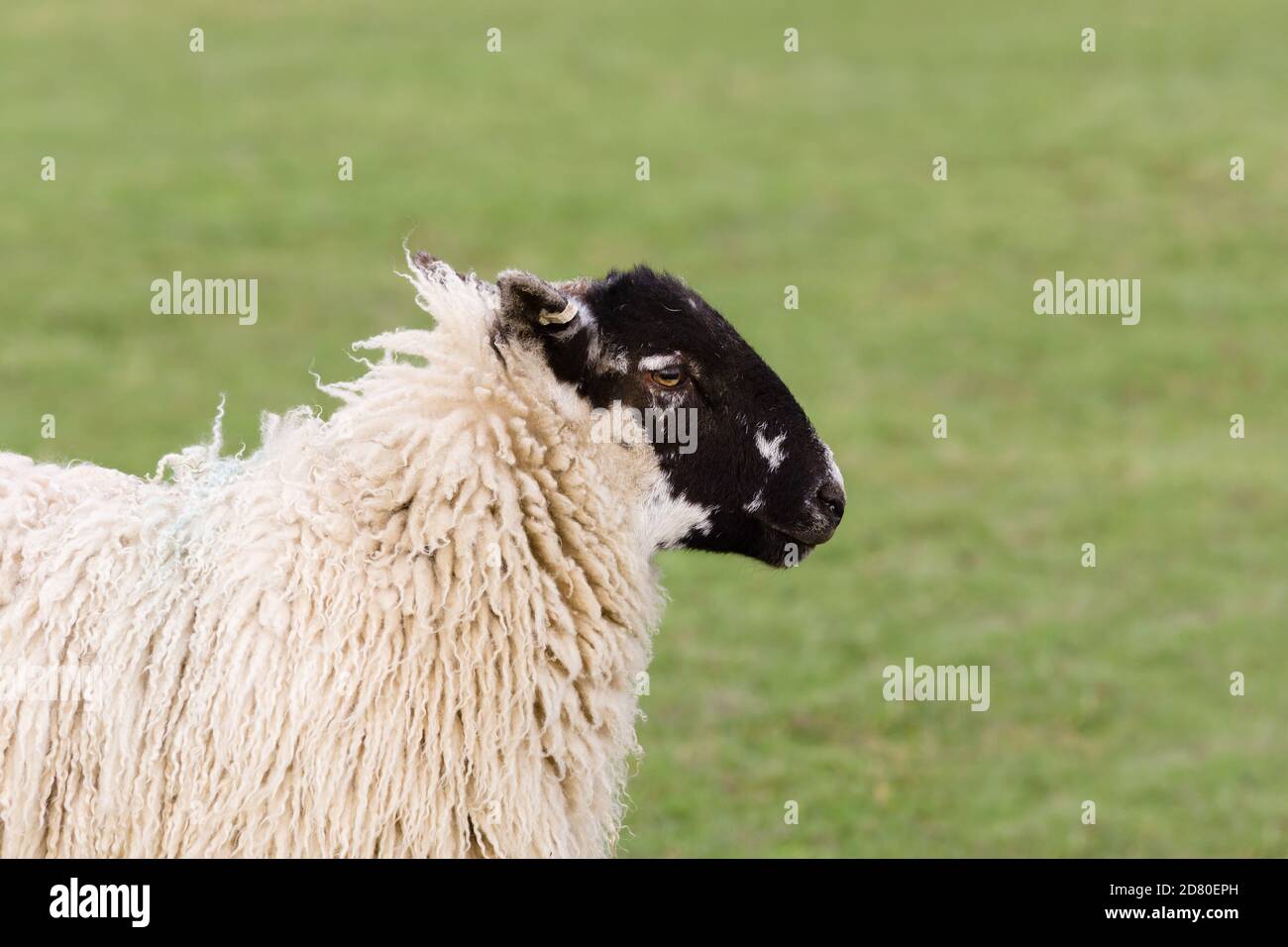 Inghilterra del nord o nord paese mulo pecore di razza incrociata tra una pianura ram e una pecora Swaledale per produrre hardy prole con buona lana e carne Foto Stock