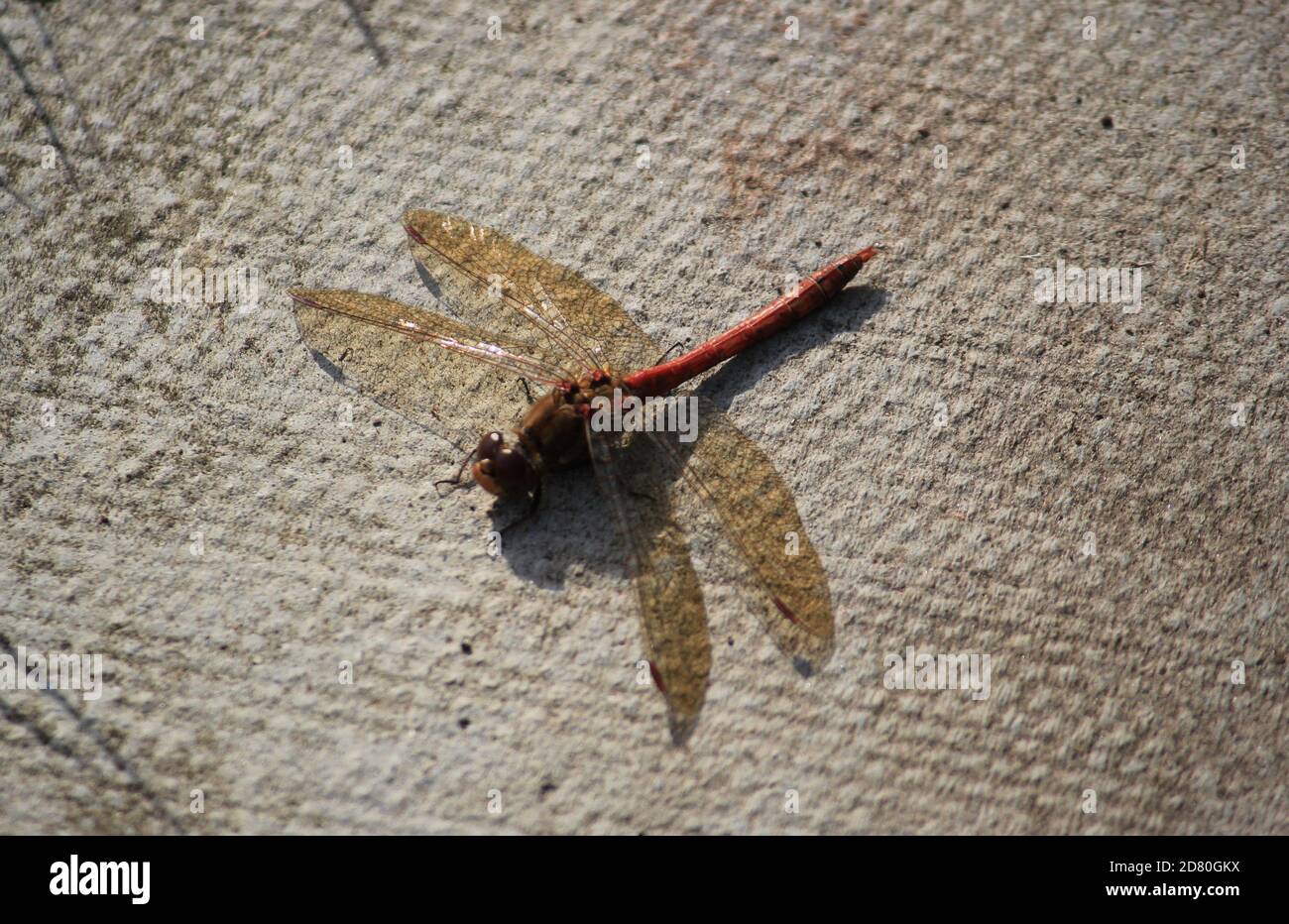 dragonfly rosso venato darter comune nel Regno Unito - stock immagine fotografica Foto Stock