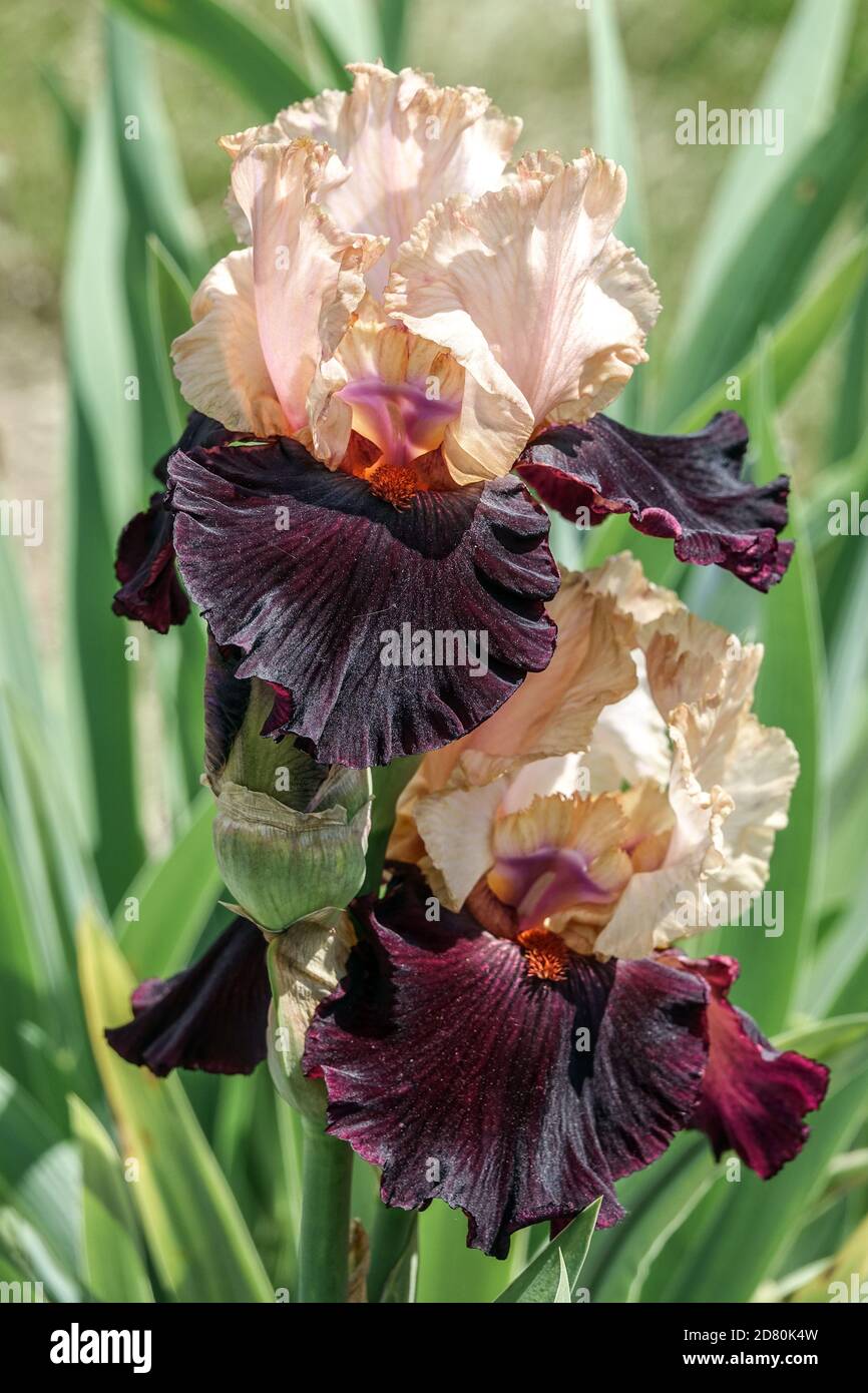 Iris alto con la nuda, Irises Foto Stock