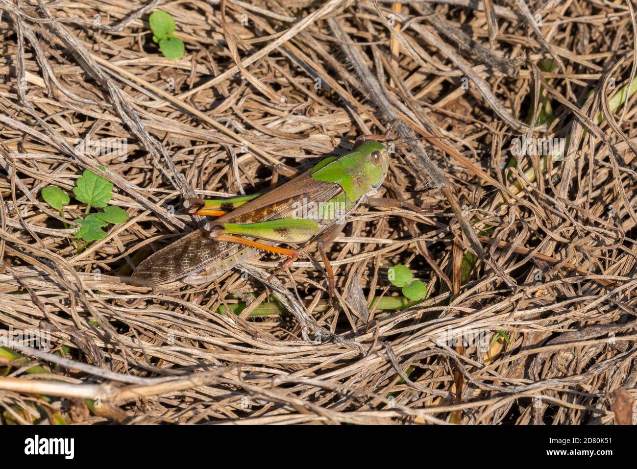 Locusta migratrice (Locusta migratoria), Isehara Città, Prefettura di Kanagawa, Giappone Foto Stock