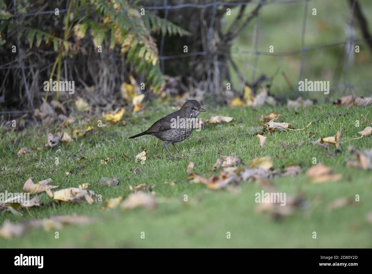 Uccello nero giovanile comune (Turdus merula) Nel Woodland Floor nel Mid-Wales in autunno Foto Stock