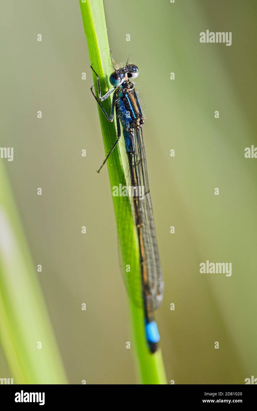 Damselfly dalla coda blu - Ischnura elegans, bella libellula da canne europee, paludi e acque fresche, Flachsee, Svizzera. Foto Stock