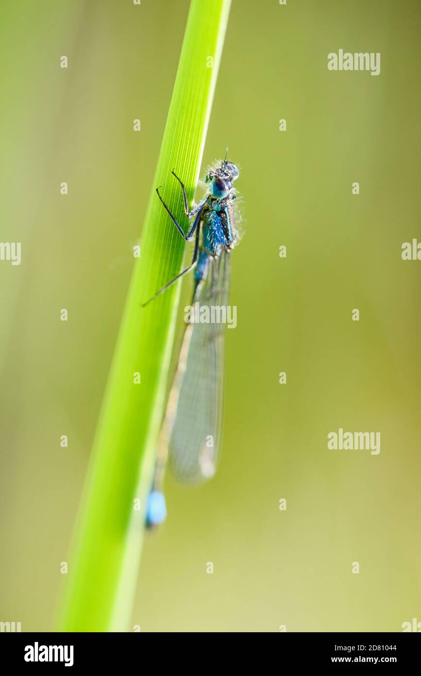 Damselfly dalla coda blu - Ischnura elegans, bella libellula da canne europee, paludi e acque fresche, Flachsee, Svizzera. Foto Stock