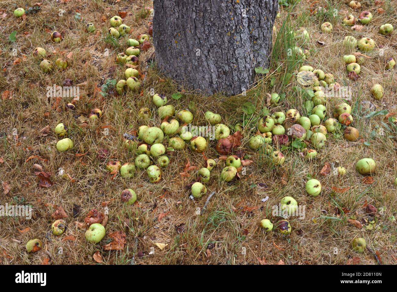 Le mele a caduta di vento a terra sotto il vecchio albero di mele e frutteto Foto Stock