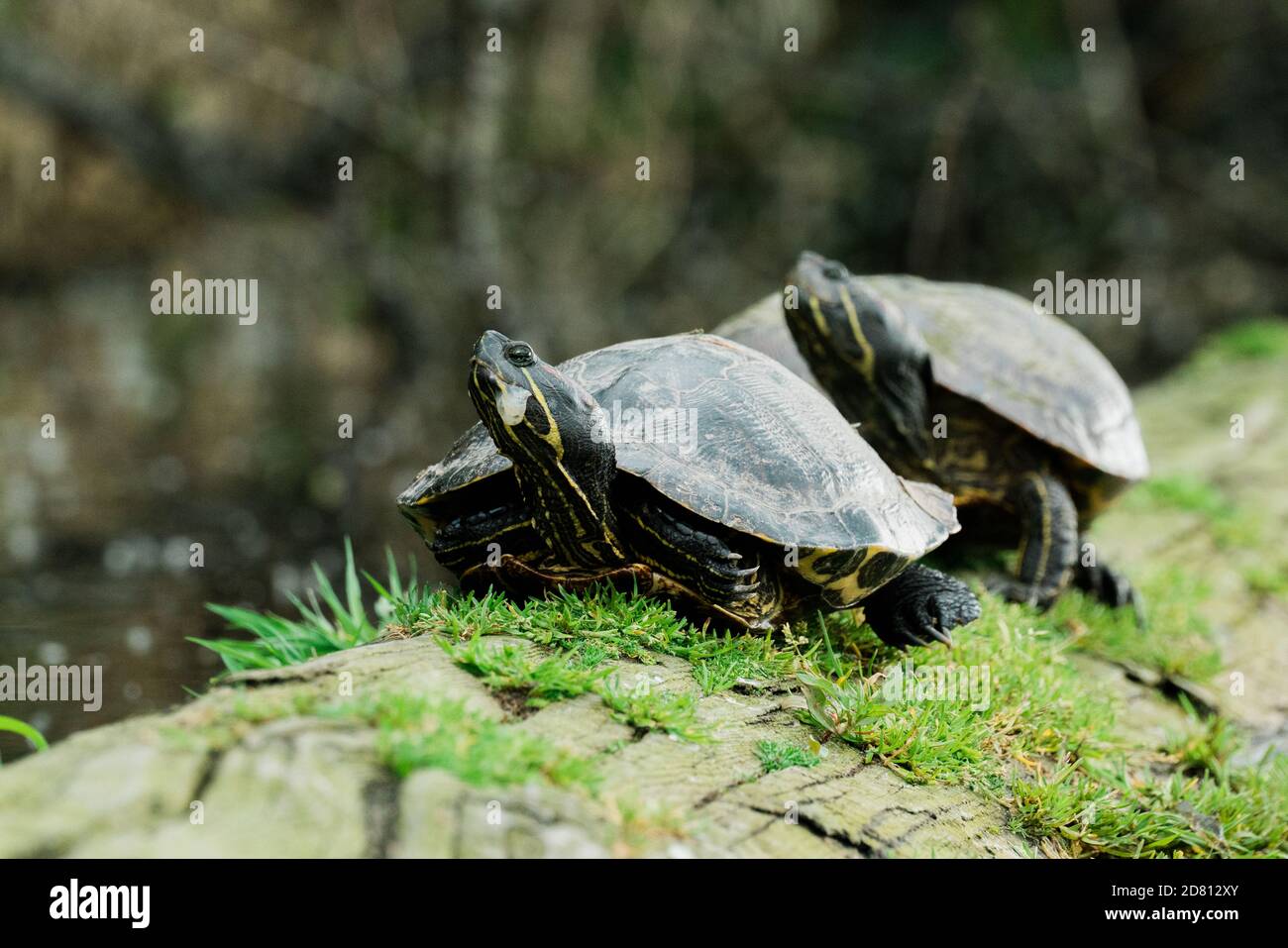 Due sliders rosso-ared selvaggi su un ceppo in uno stagno Foto Stock