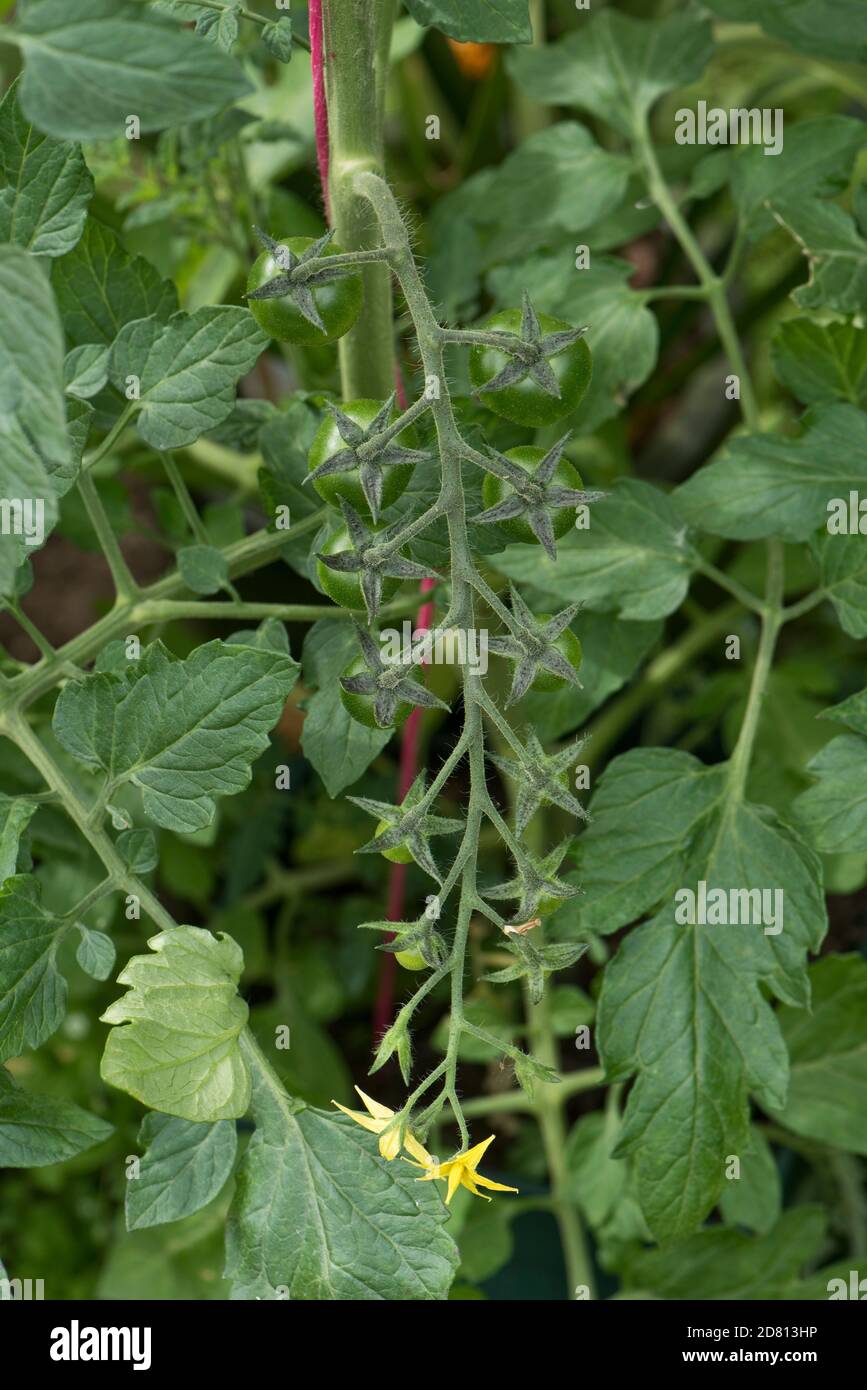 Pomodori ciliegini coltivati in serra varietà 'Sweet Million' frutta verde piccola e fiori in capriate lunghe Foto Stock