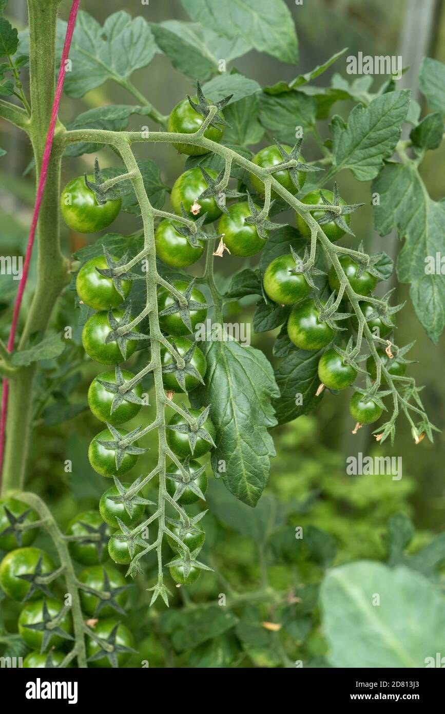 Glasshouse coltivato ciliegia pomodori varietà 'Sweet Million' frutta verde piccola traliccio lungo, Berkshire, luglio Foto Stock