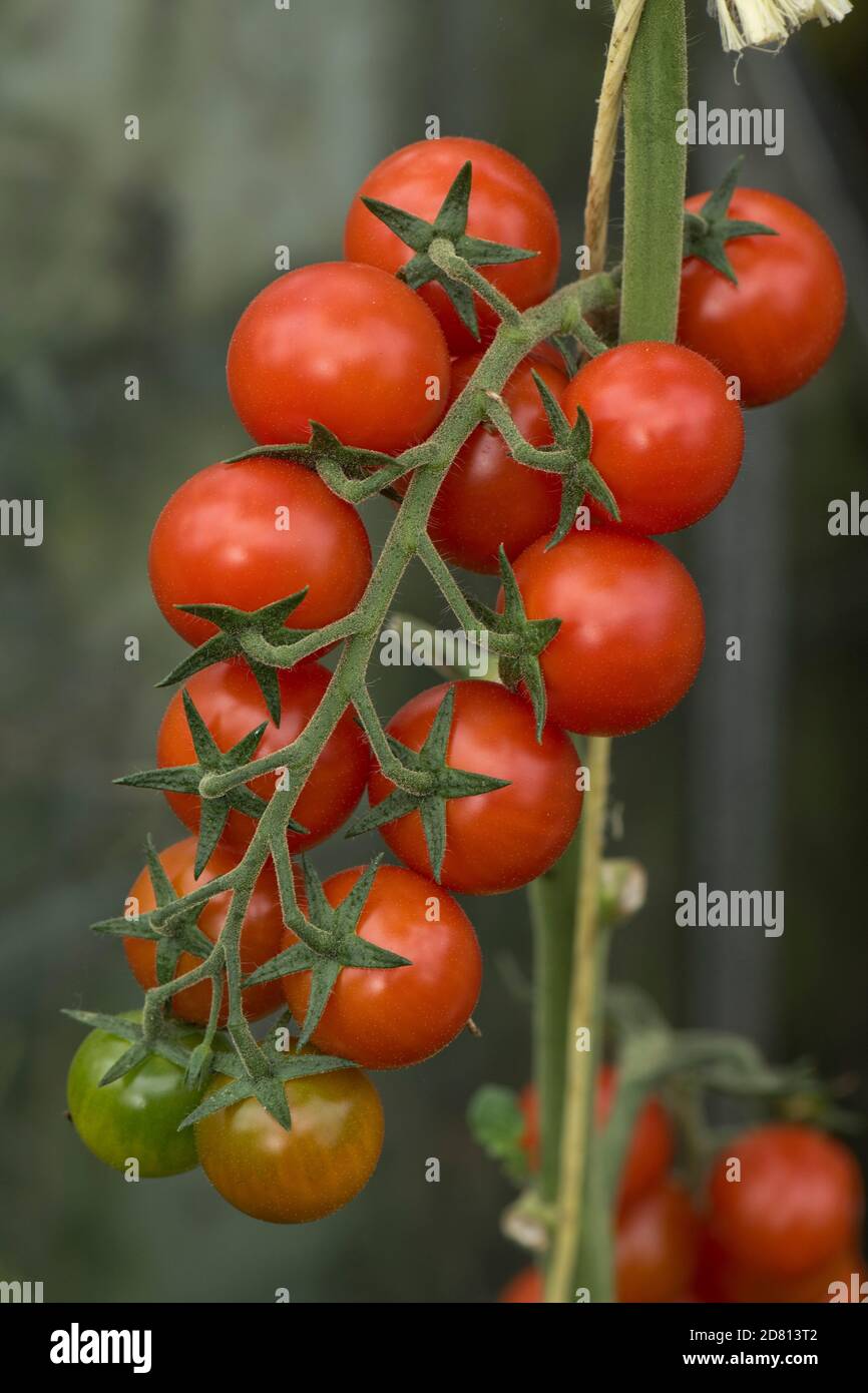 Pomodori ciliegini coltivati a Glasshouse varietà 'Sweet Million' maturando frutta rossa e rossa/verde su una singola capriate, Berkshire, agosto Foto Stock