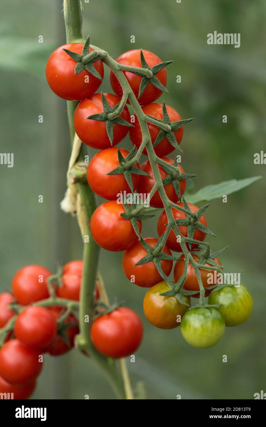 Pomodori ciliegia coltivati in serra varietà 'Sweet Million' frutta matura rossa e verde su tralicci, Berkshire, agosto Foto Stock