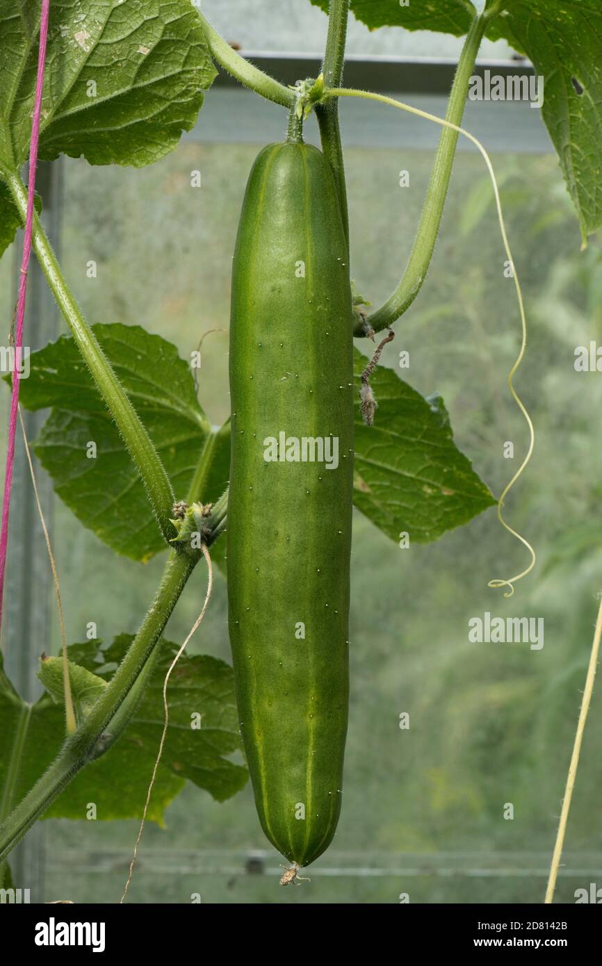 Un cetriolo maturo (Cucumis sativus) sulla vite in e una serra giardino, Berkshire, luglio Foto Stock