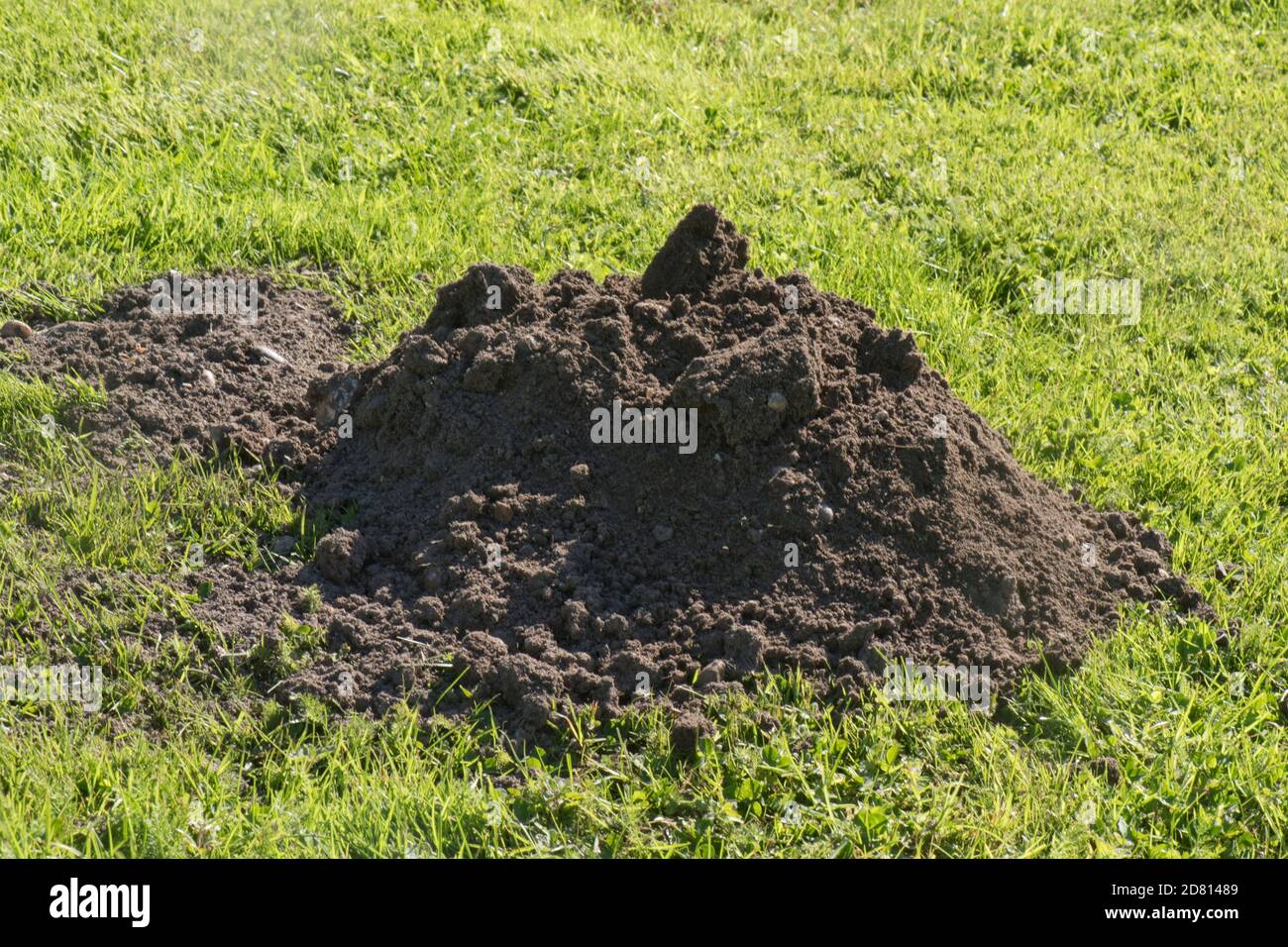 European mole (Tampa europaea) collina, un fresco tumulo di terra fine formato sopra un prato giardino all'inizio dell'autunno, Berkshire, settembre. Foto Stock