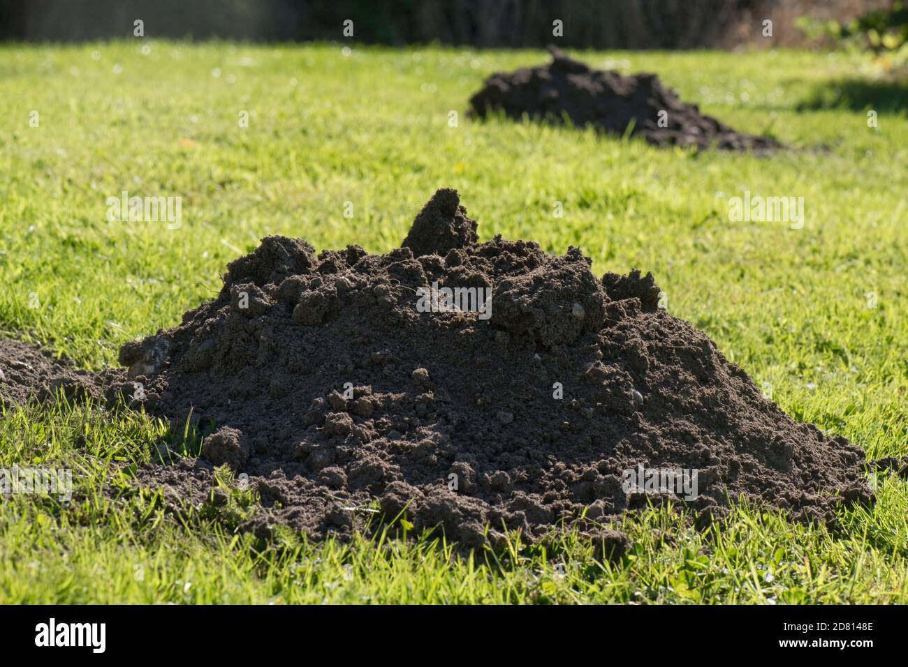 European mole (Tampa europaea) collina, un fresco tumulo di terra fine formato sopra un prato giardino all'inizio dell'autunno, Berkshire, settembre. Foto Stock