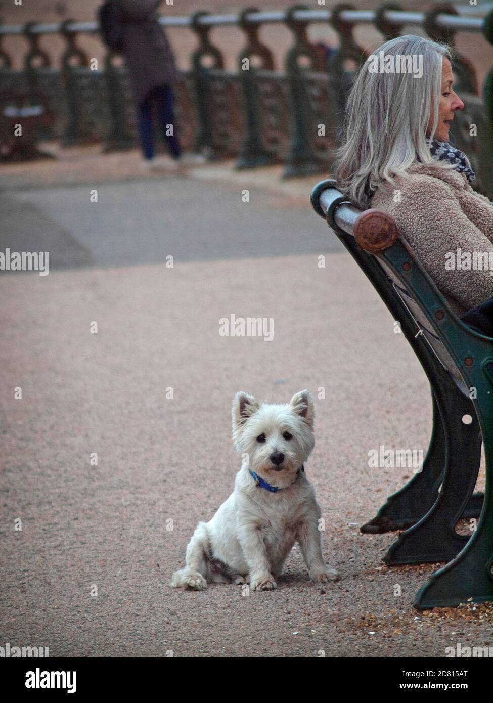Un piccolo cane sul lungomare di Hove, Brighton Foto Stock