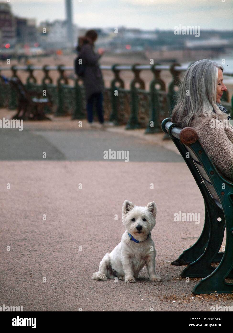 Un piccolo cane sul lungomare di Hove, Brighton Foto Stock
