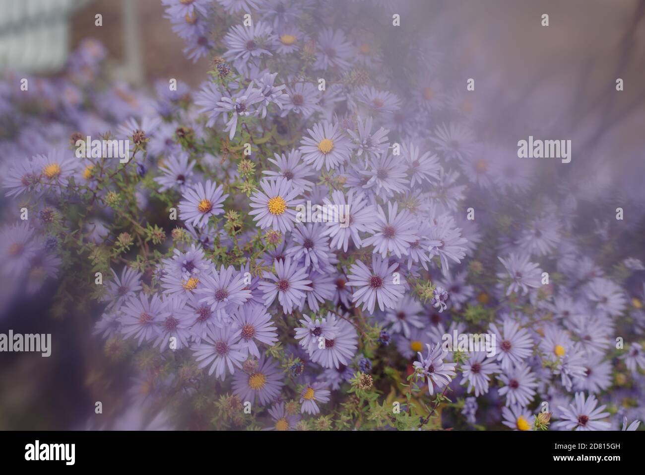 fiori viola con sfocatura artistica vintage Foto Stock