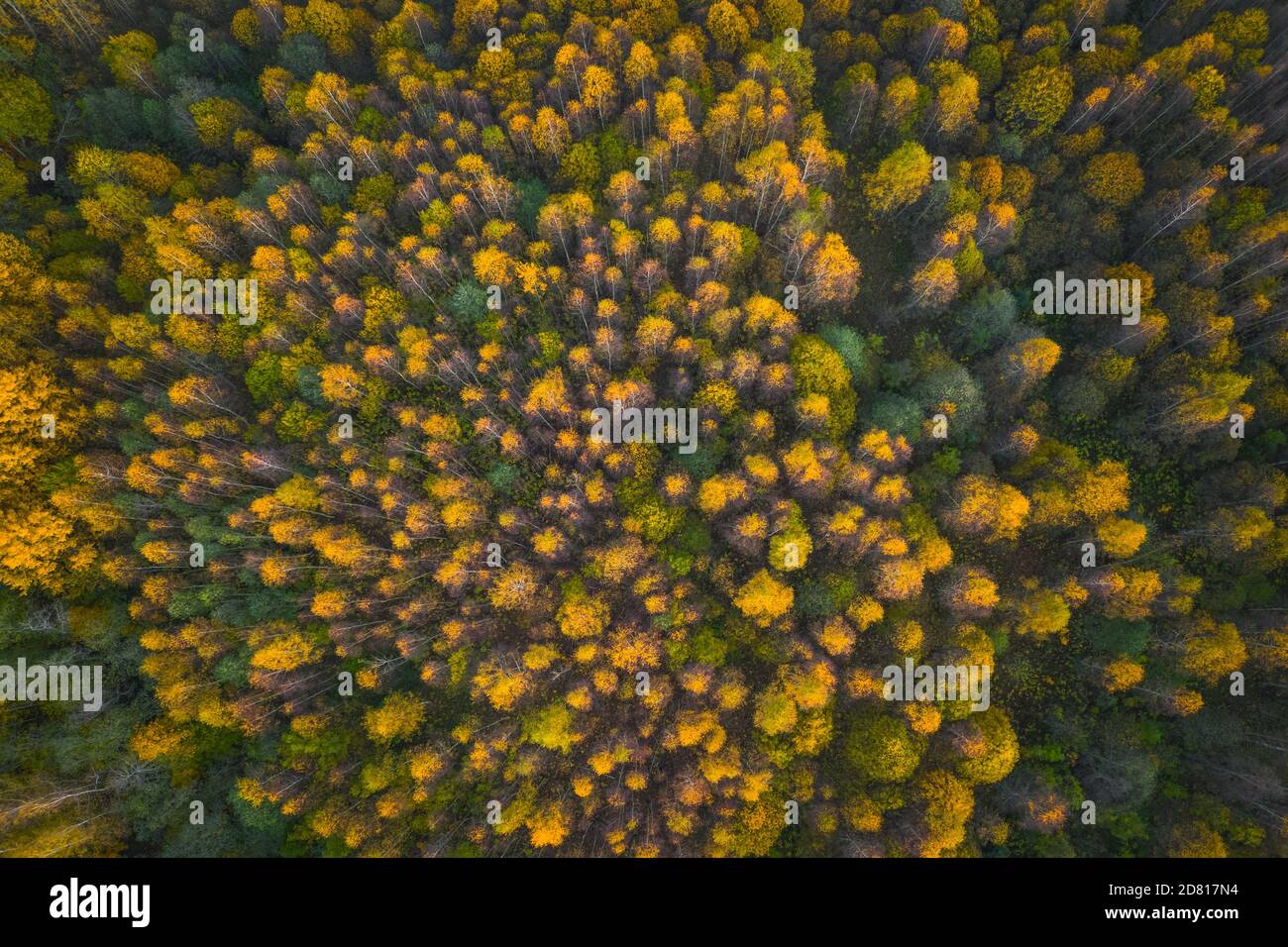 Vista aerea della foresta colorata in autunno. Bella foresta autunnale con alberi gialli. All'aperto, foglie. Foto Stock