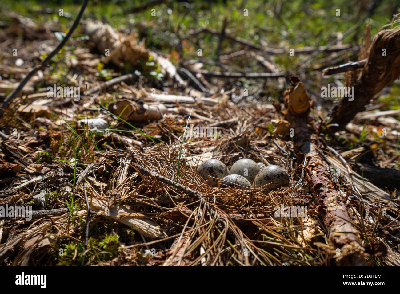 nido di sandpiper nella foresta a terra Foto stock - Alamy