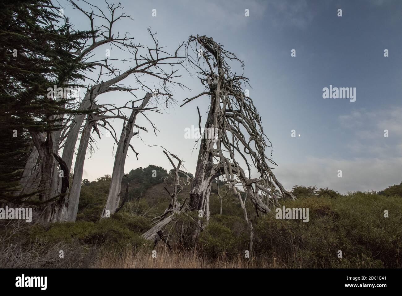 Alberi di cedro morti in piedi senza frondoso e asciutto in Point Reyes National Seashore nella contea di Marin, California. Foto Stock