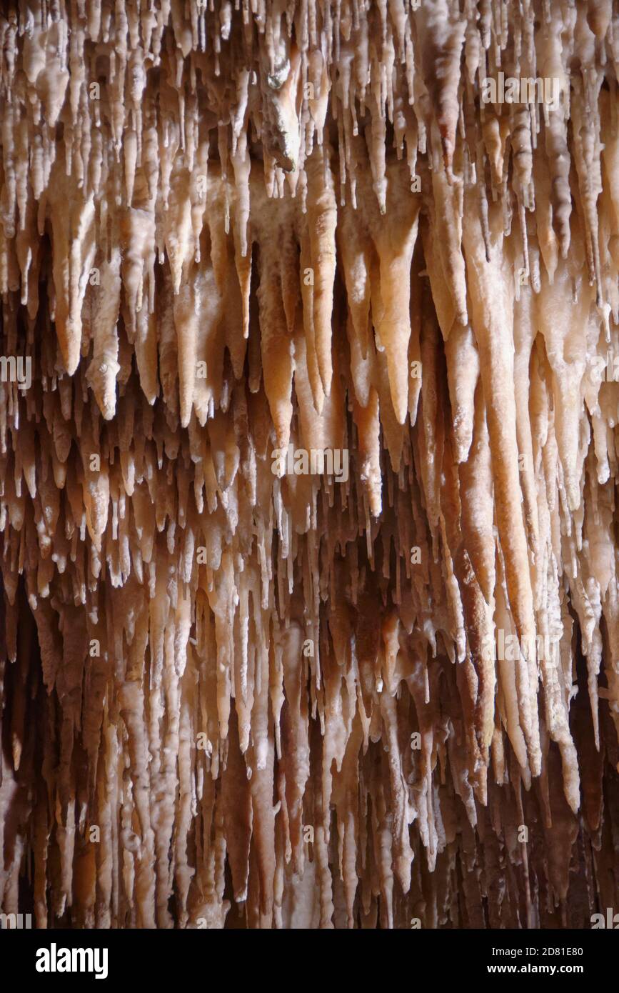 Massa di piccole stalattiti appese al tetto di una caverna calcarea, grotte di Drach / Cuevas del Drach, Porto Cristo, Maiorca. Foto Stock
