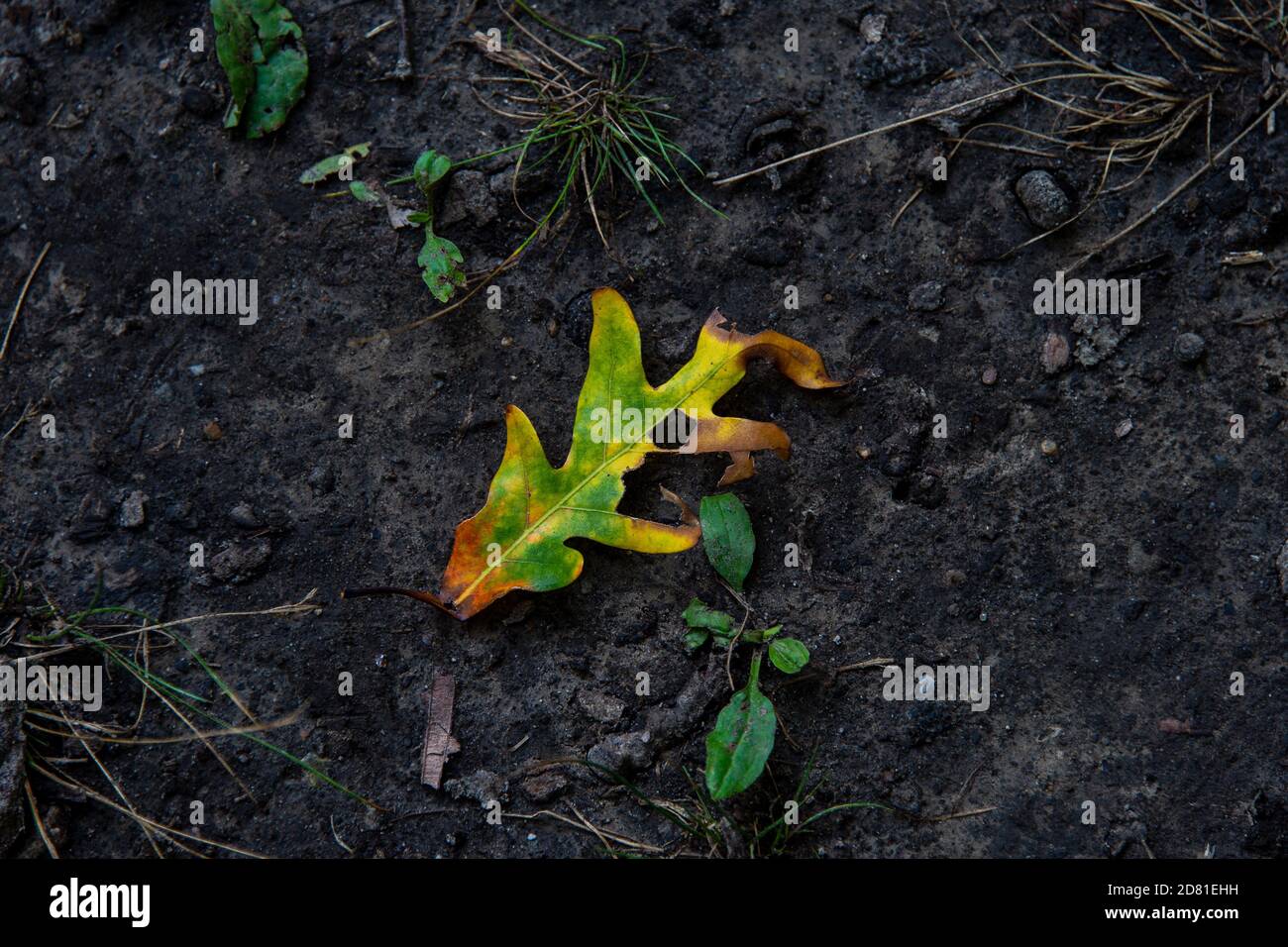 Una foglia di quercia caduta in autunno si trova lungo il Rothchild Nature Trail a West Des Moines, Iowa. Foto Stock