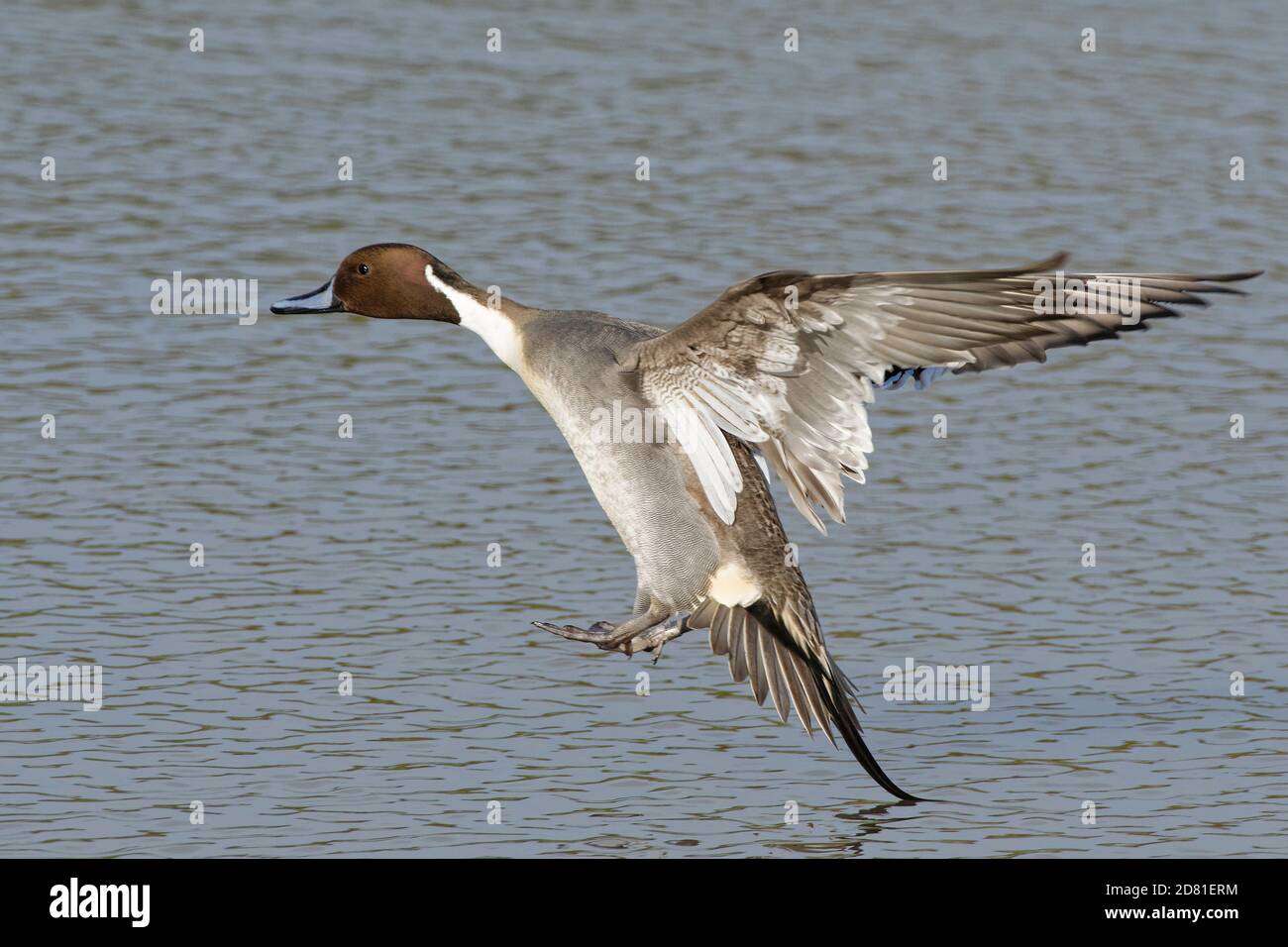 Pintail settentrionale (Anas acuta) drake atterrando su una piscina di paludi, Gloucestershire, Regno Unito, febbraio. Foto Stock