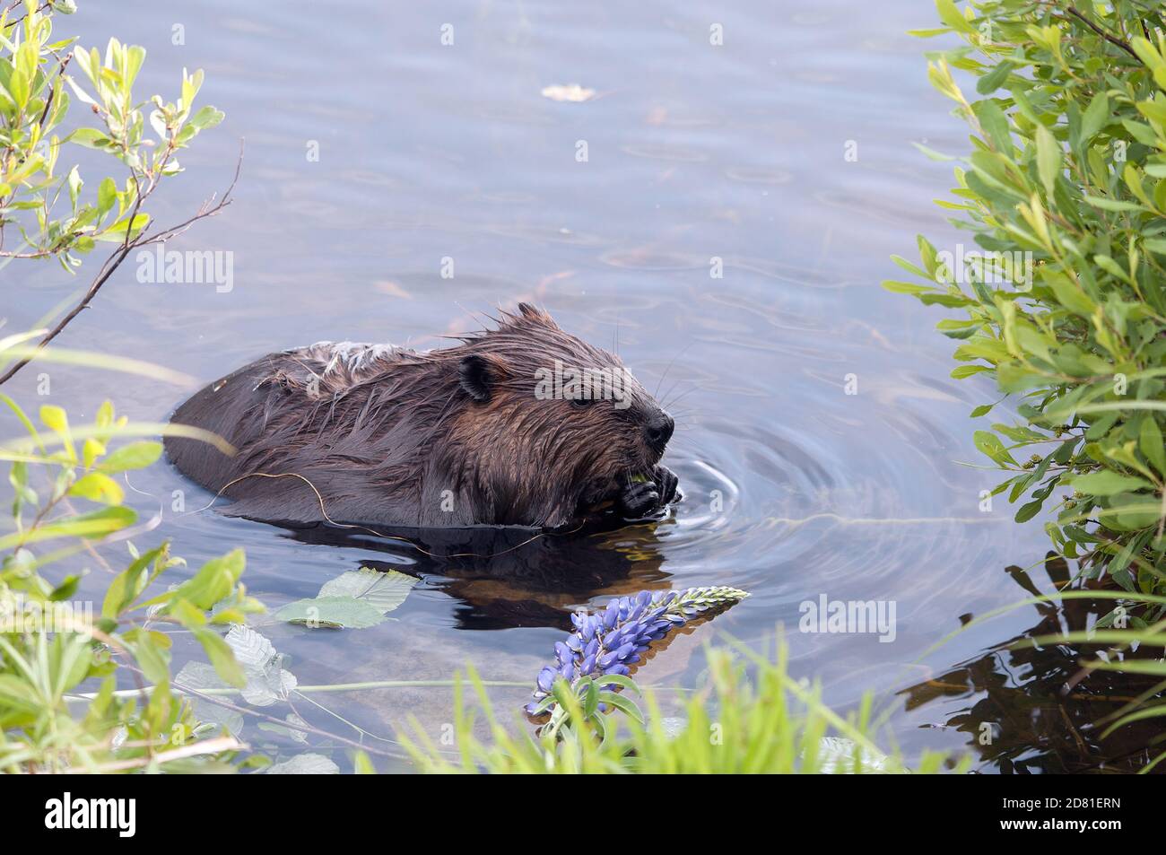 Beaver primo piano profilo mangiare fiori di giglio in acqua, mostrando pelliccia marrone cappotto, corpo, orecchie, naso, zampe, artigli, whiskers con fogliame verde. Foto Stock