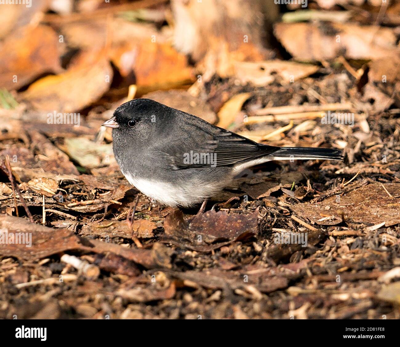 Vista ravvicinata del profilo di Junco sul terreno con foglie marroni nella stagione autunnale nel suo ambiente e habitat. Immagine di Junco dagli occhi scuri. Immagine. Foto Stock