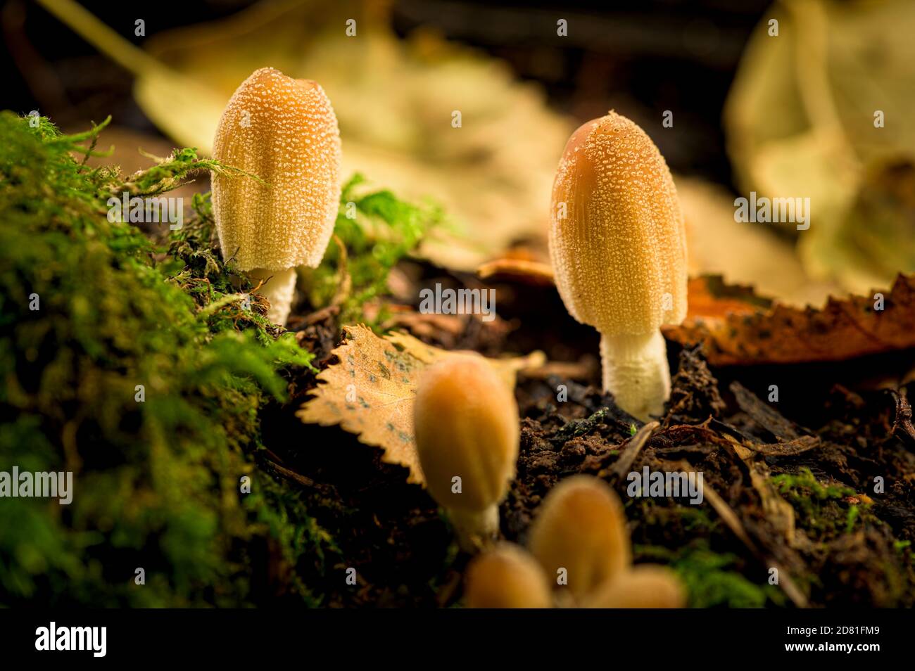 Fotografia di close-up di funghi selvatici che crescono in bosco Foto Stock