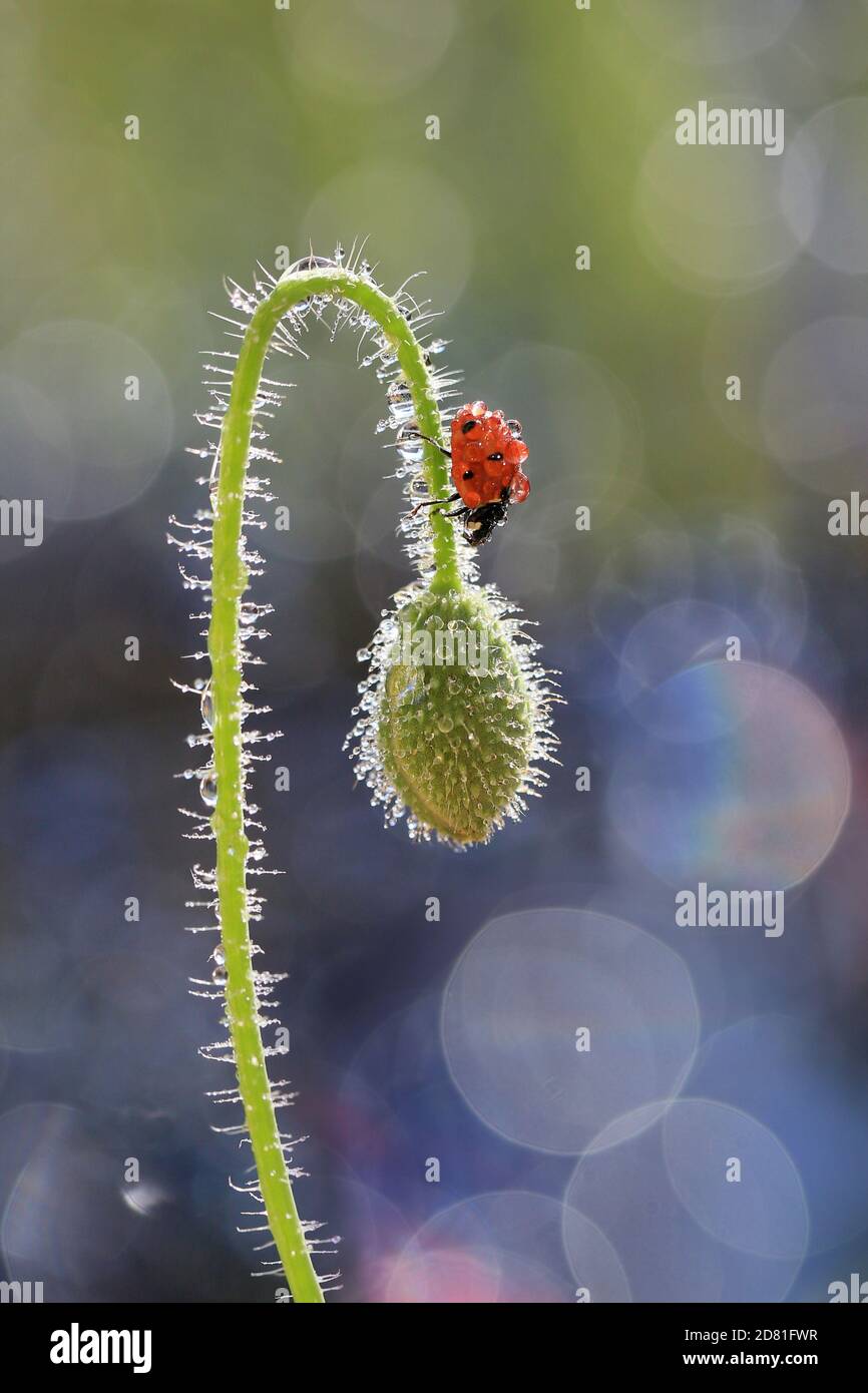 Un piccolo ladybug sta camminando attraverso i fiori nel mio giardino alla ricerca di cibo Foto Stock