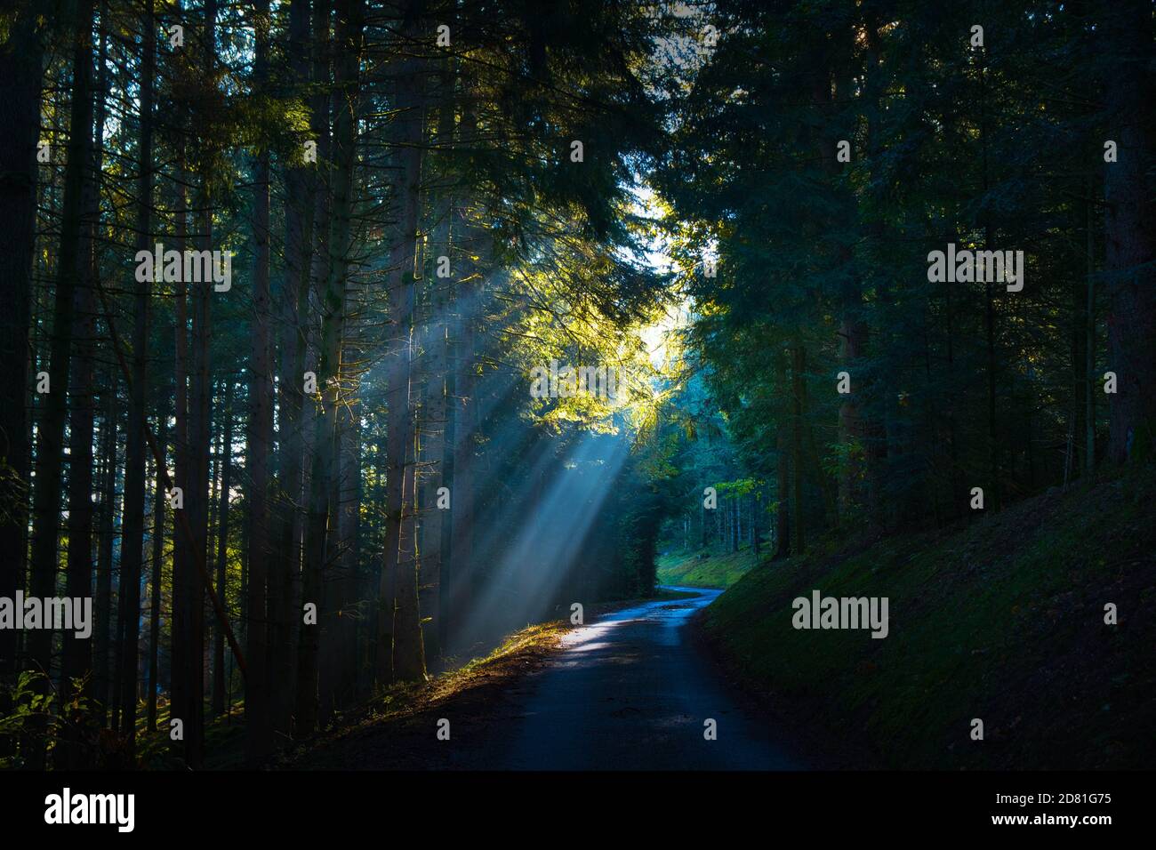 sunbeam nella oscura foresta dei vosgi in francia Foto Stock