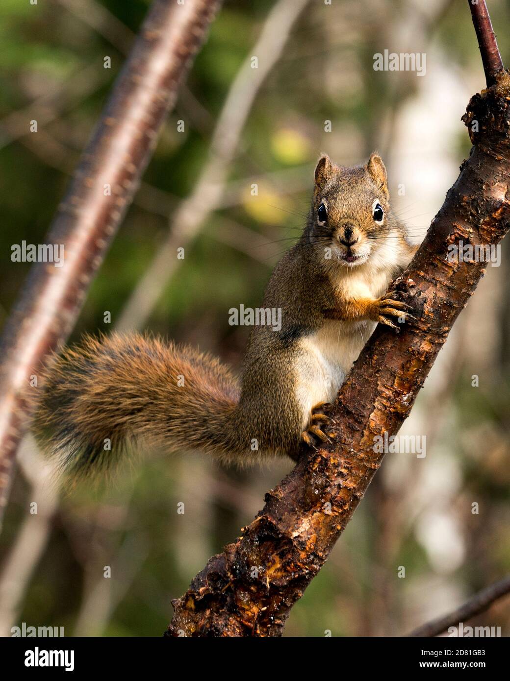 Vista ravvicinata del profilo dello scoiattolo su un ramo dell'albero nella foresta che guarda la telecamera, che mostra la coda boscura, la pelliccia marrone, il naso, gli occhi, le zampe nel suo habitat Foto Stock