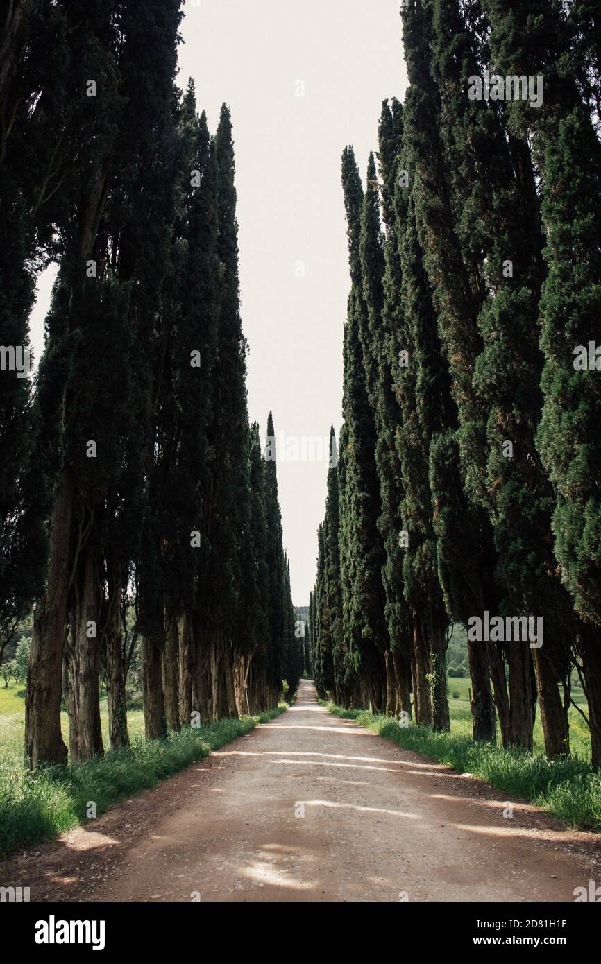 Toscana, Italia, Europa - 08 maggio 2018: Cipressi paesaggio rurale in val d'Orcia, vicino Siena e Firenze Foto Stock