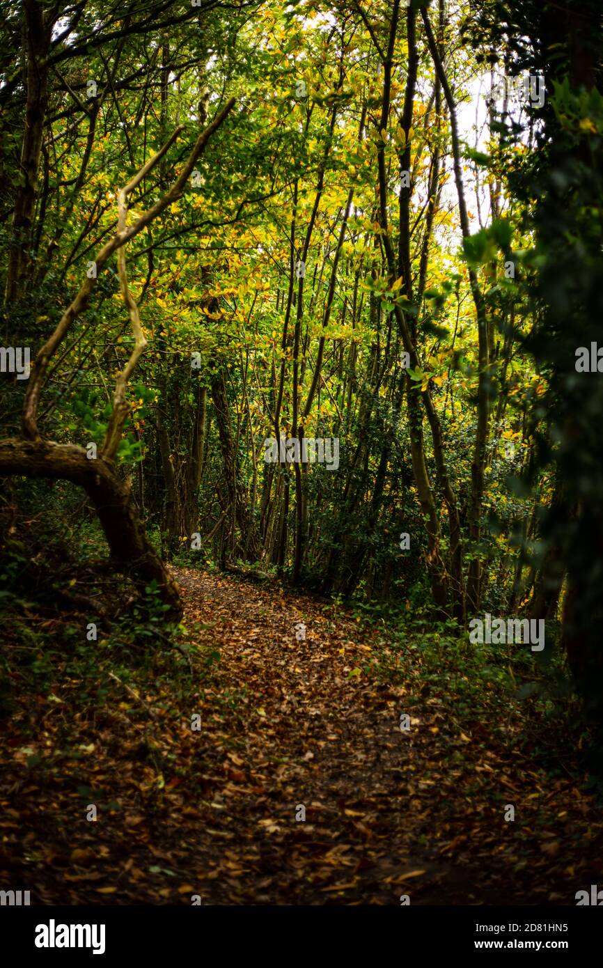 Un percorso che si snoda attraverso i boschi a Fairlight Glen, vicino a Hastings, East Sussex Foto Stock