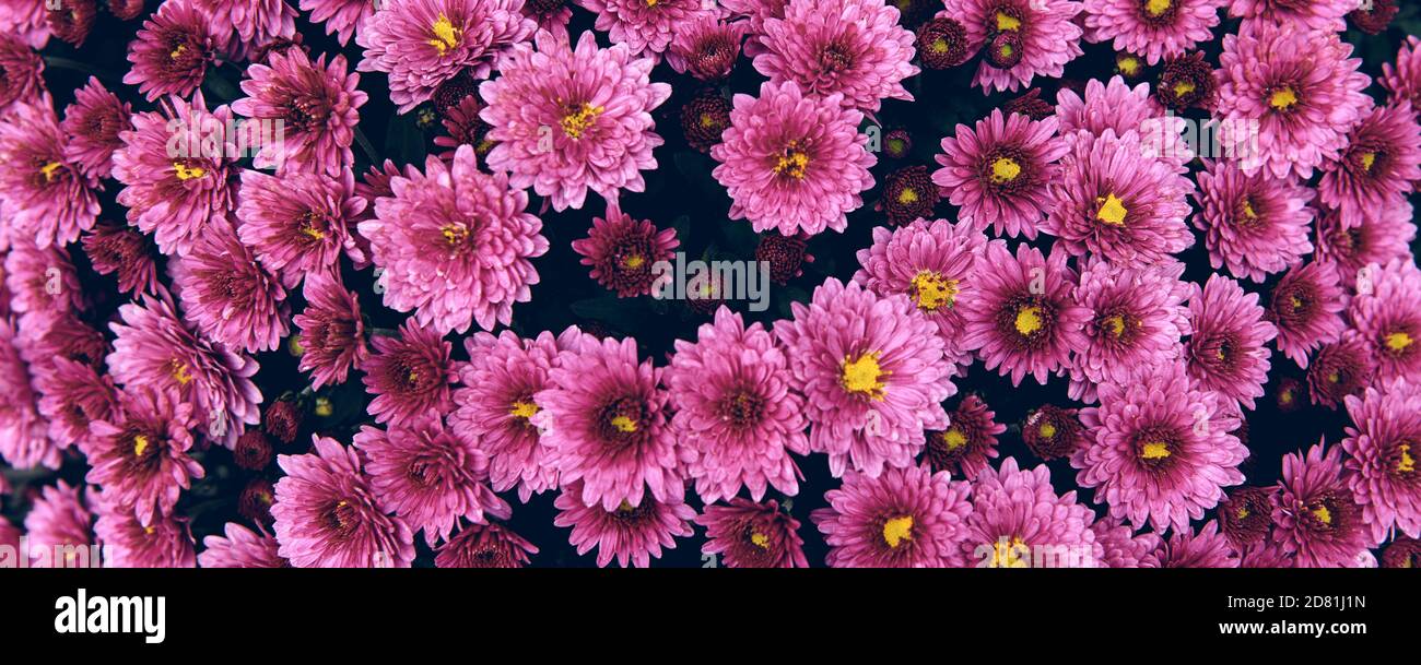 Fiore di crisantemo con foglie motivo floreale colorato sfondo come carta. Primo piano piante di crisantemo rosa fioriscono in fioraio. Autunno Foto Stock
