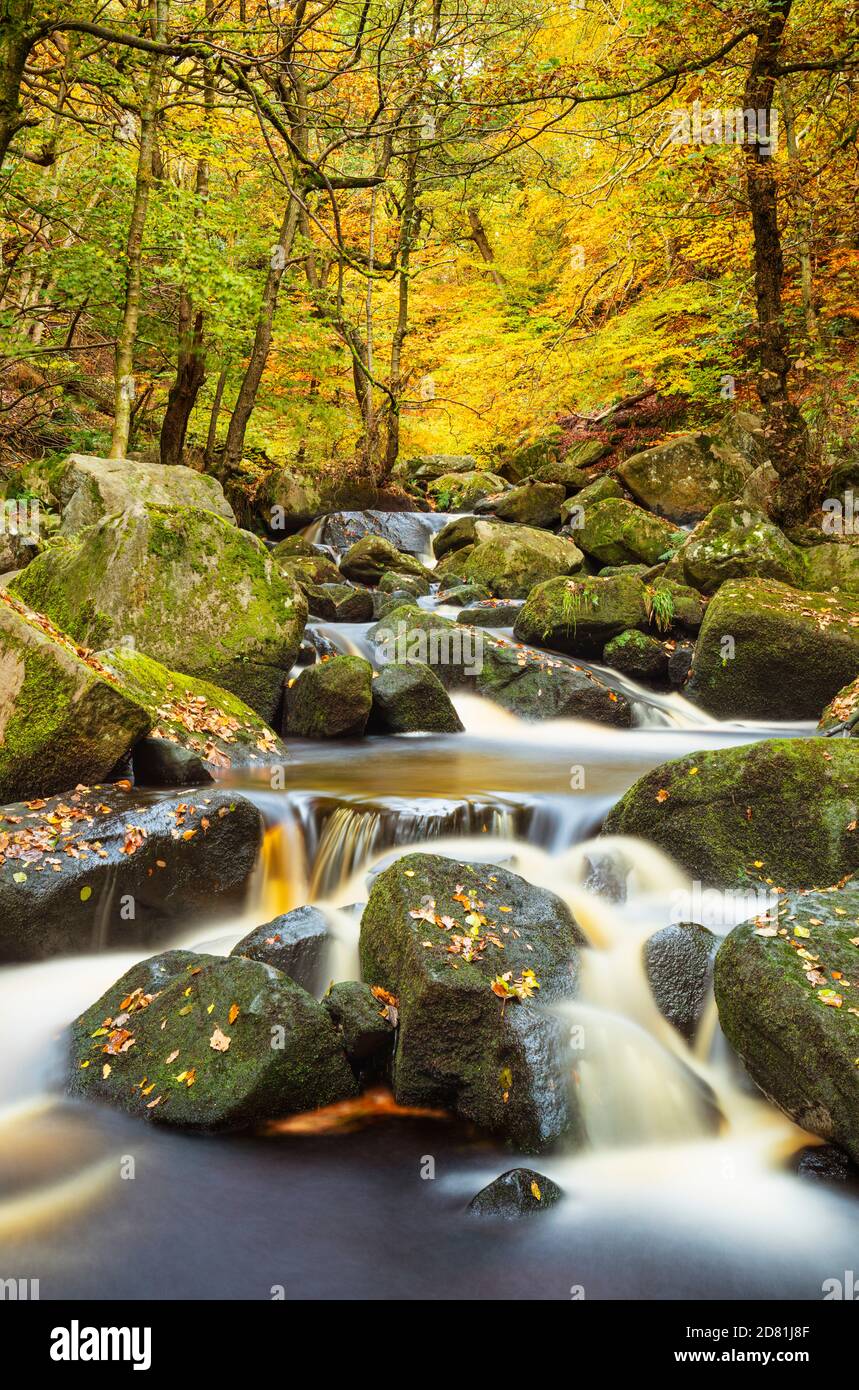 Derbyshire Peak District National Park, colori autunnali foglie cadute e una cascata Burbage Brook, Padley Gorge, Derbyshire, Inghilterra, Regno Unito, GB, Europa Foto Stock