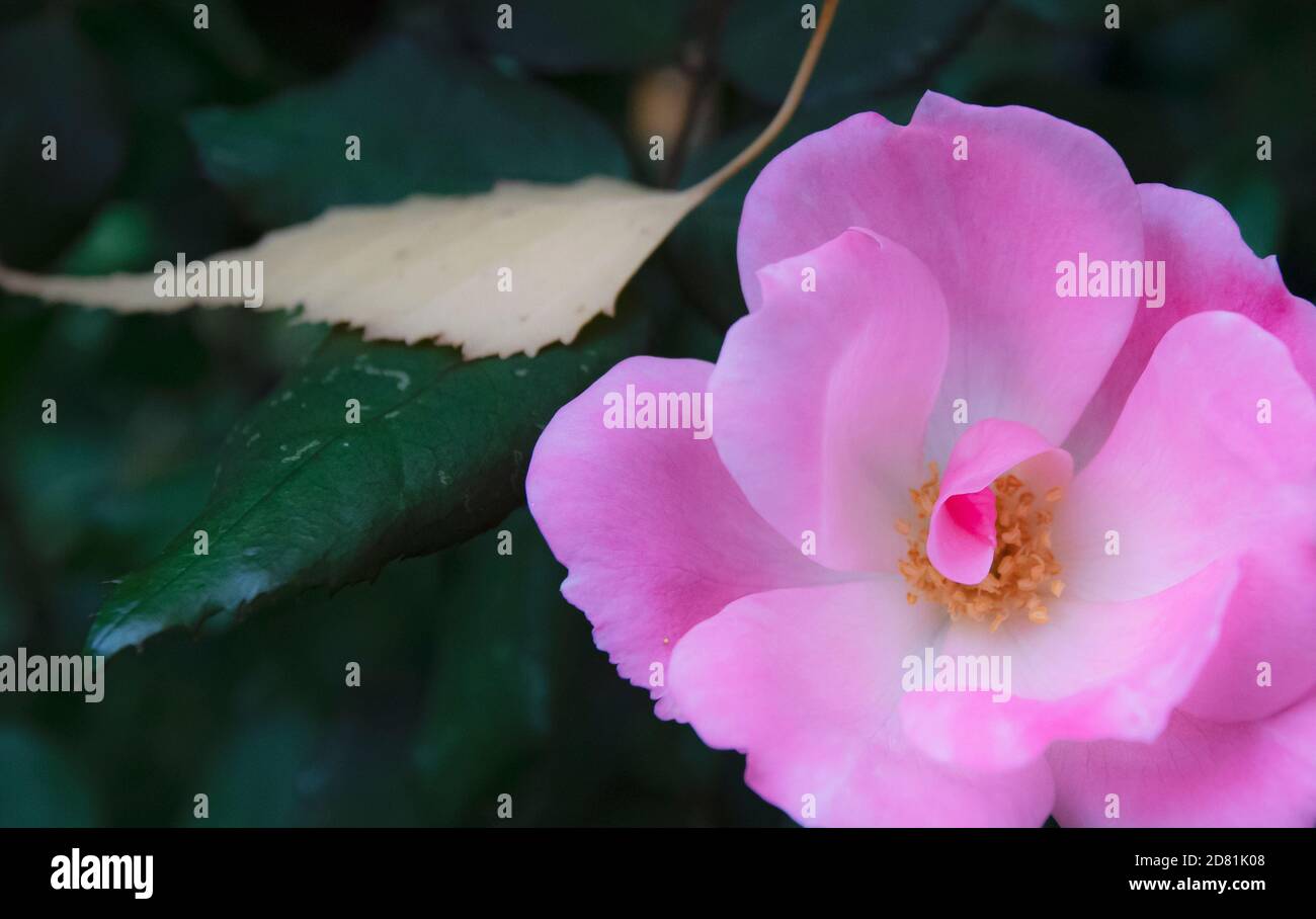 Il cortile in fiore è cresciuto in autunno Foto Stock