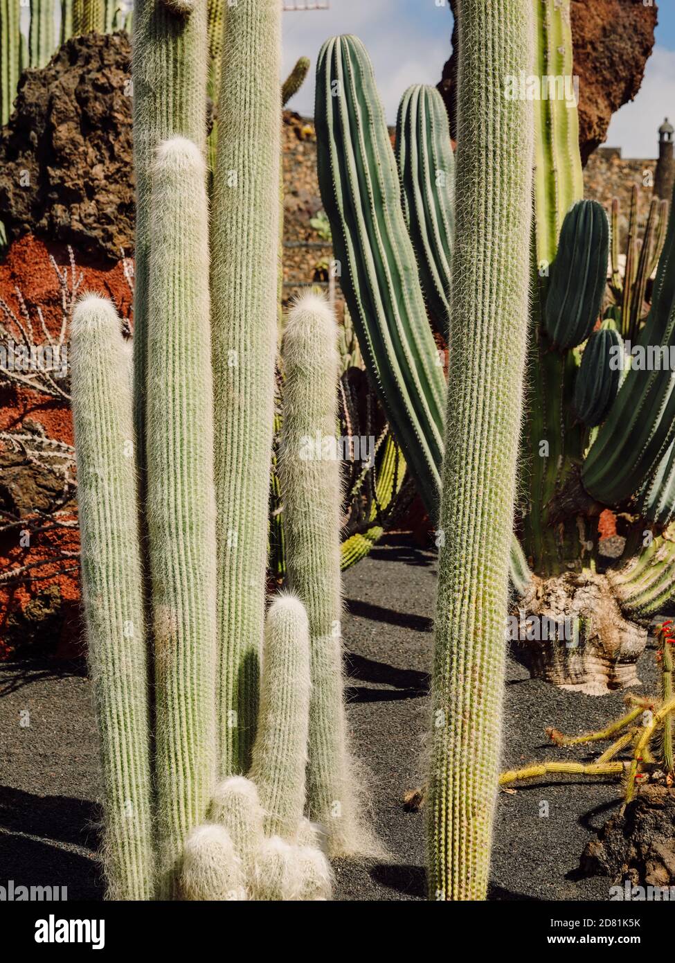 Giardino di Cactus con cartus e piante succulente nell'isola di Lanzarote, Isole Canarie Foto Stock