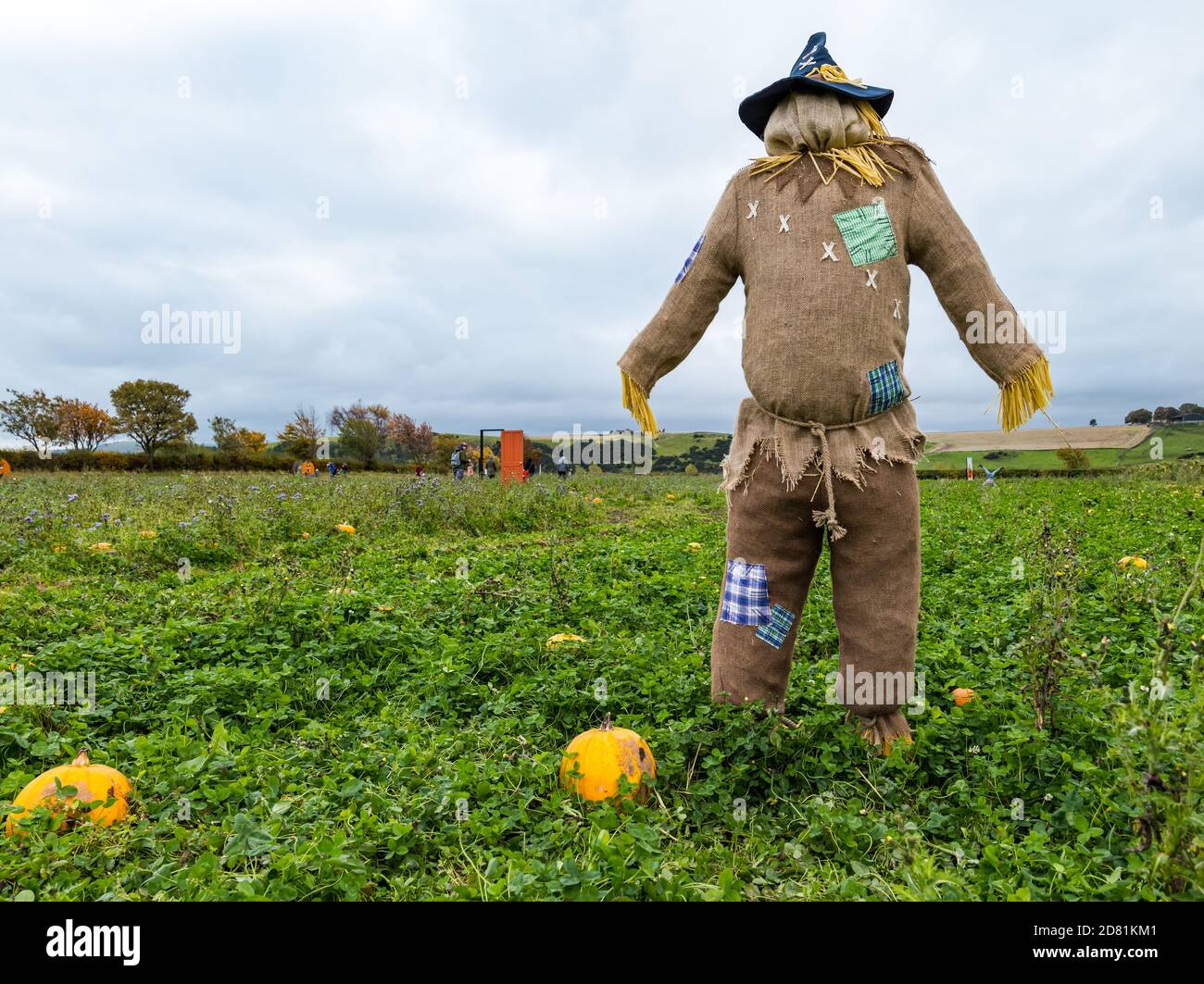 Scarecrow in campo di zucca, Kilduff Farm, East Lothian, Scozia, Regno Unito Foto Stock