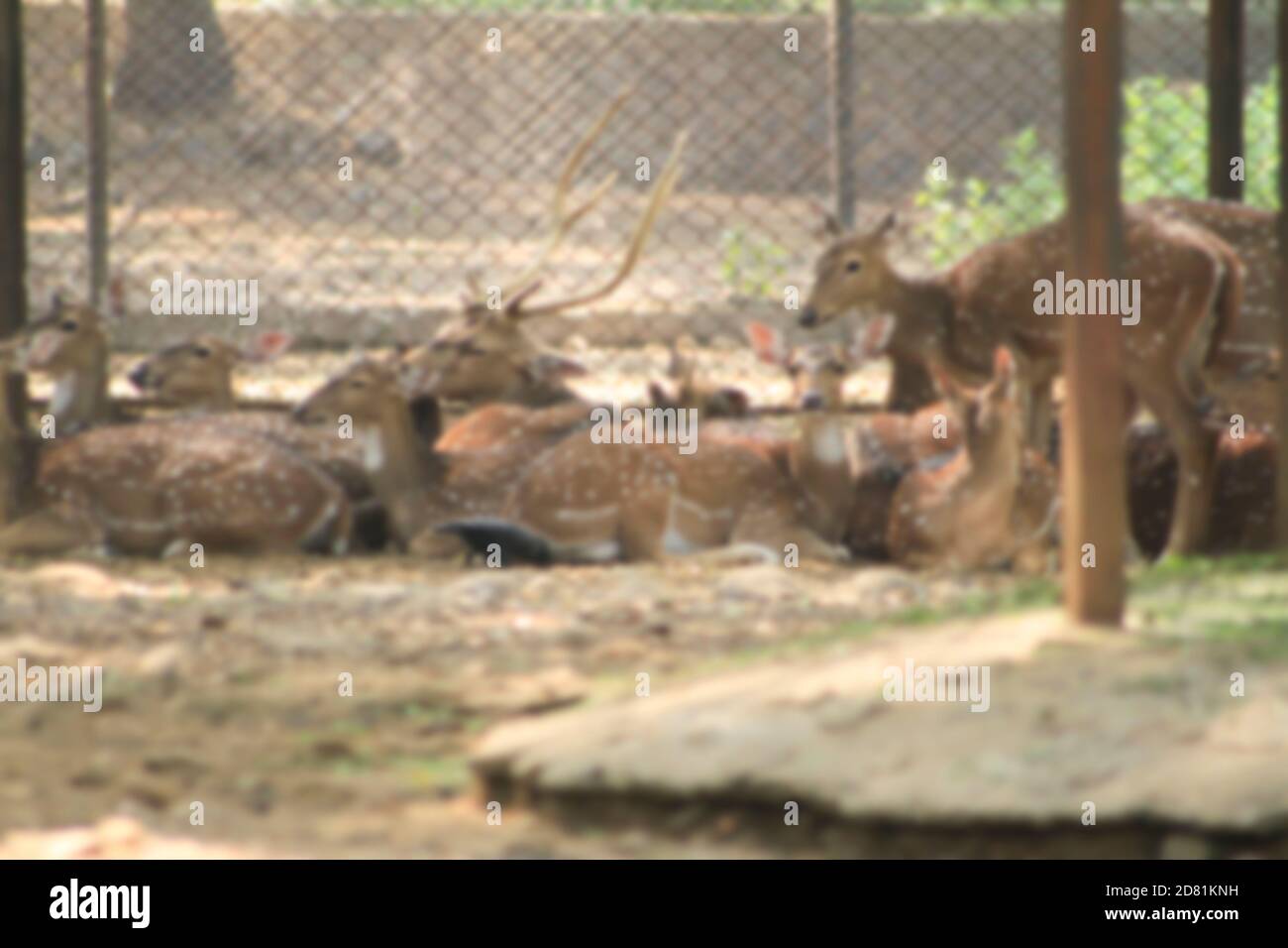 Chital, Cheetal, cervo punteggiato, cervo asse sdraiati e guarda la telecamera isolata sullo sfondo. Questo ha un tracciato di ritaglio. Sfocare la foto Foto Stock