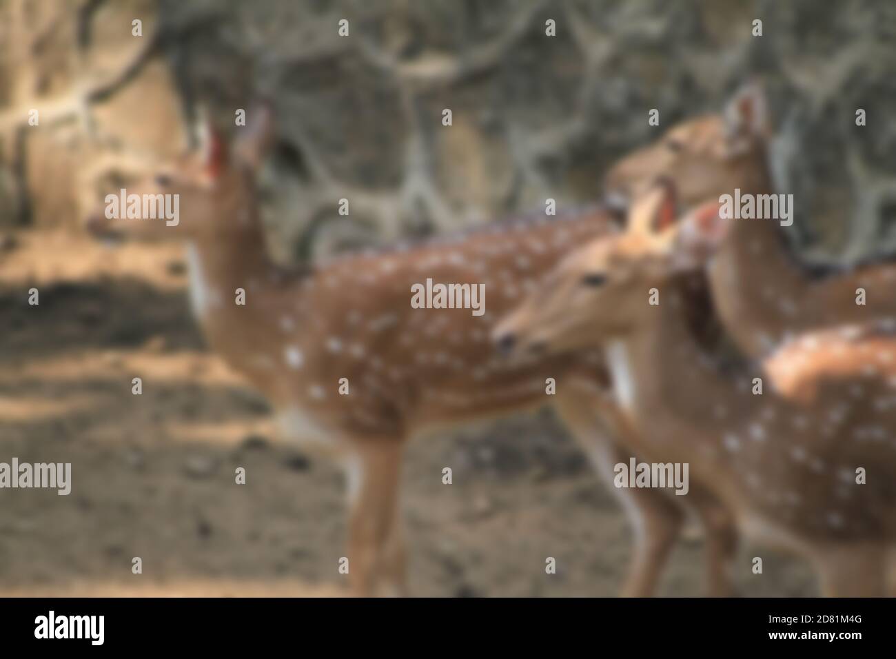Chital, Cheetal, cervo punteggiato, cervo asse sdraiati e guarda la telecamera isolata sullo sfondo. Questo ha un tracciato di ritaglio. Sfocare la foto Foto Stock