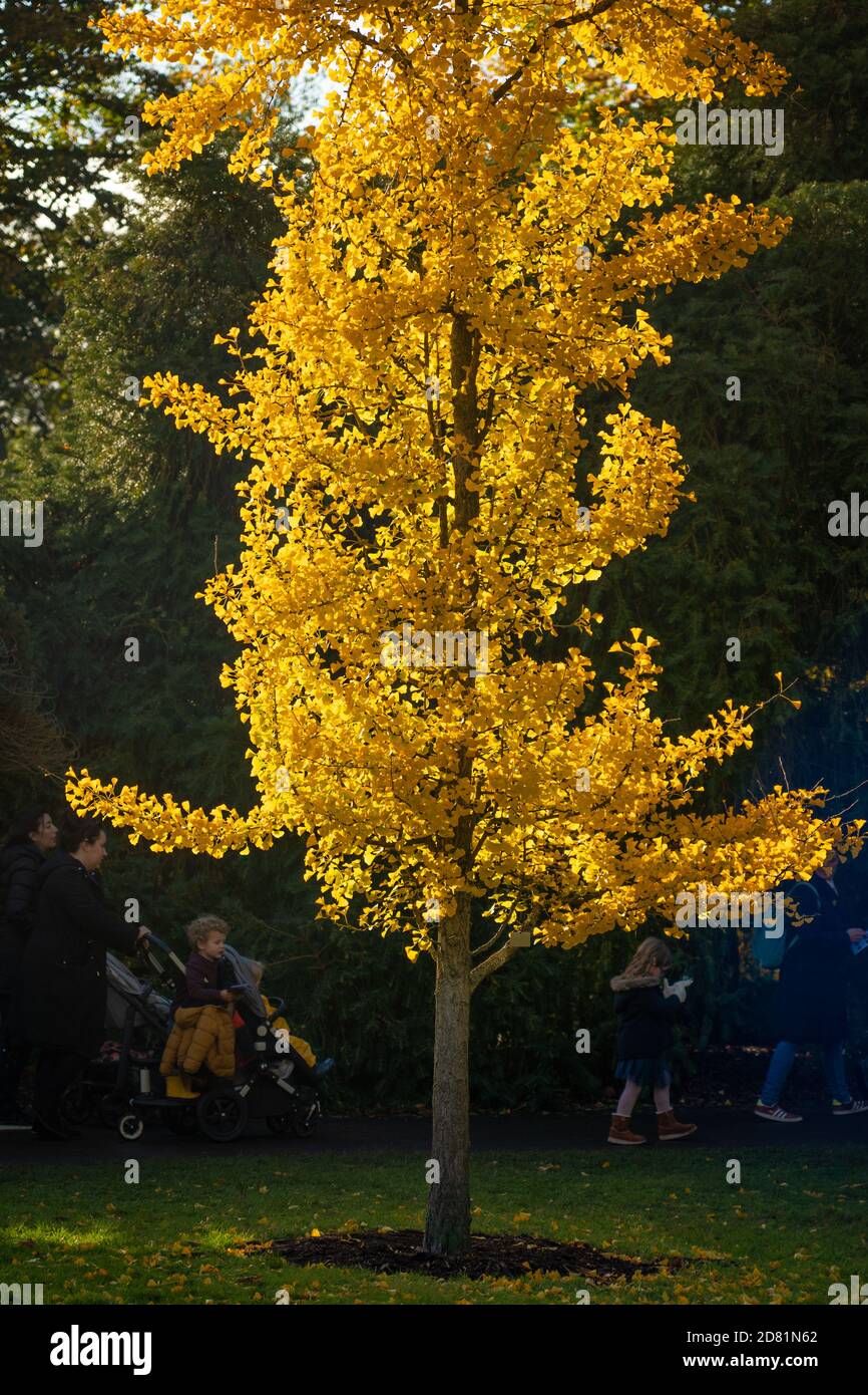 Londra, Regno Unito. Lunedì 26 ottobre 2020. I Kew Gardens di Londra dimostrano una giornata popolare per le famiglie durante il semestre autunnale, poiché altre opzioni sono limitate dalle restrizioni pandemiche. Foto: Roger Garfield/Alamy Live News Foto Stock